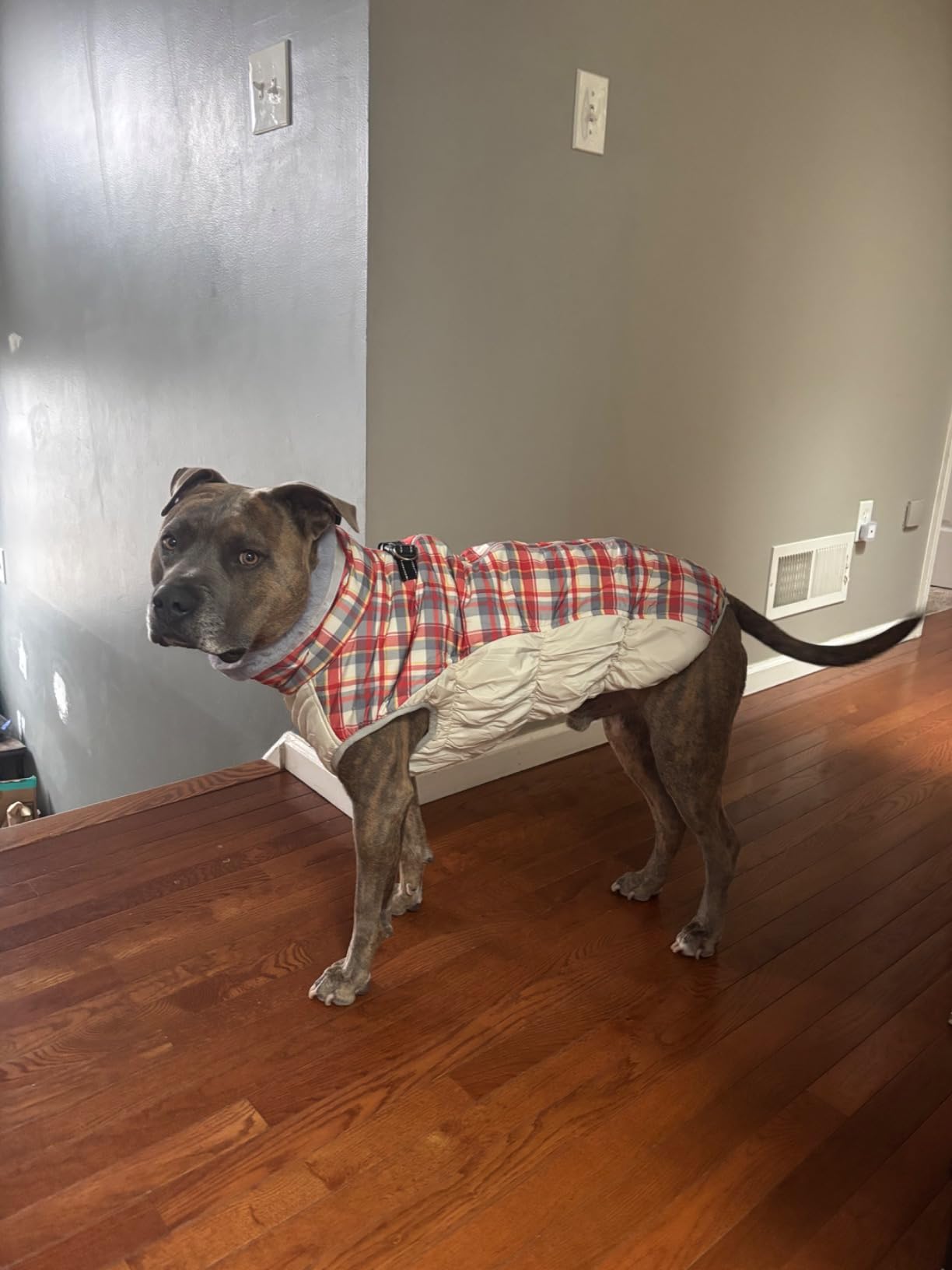 FUAMEY Dog Coat for Medium Dogs, Fleece Dog Winter Jacket with Harness customer photo 1