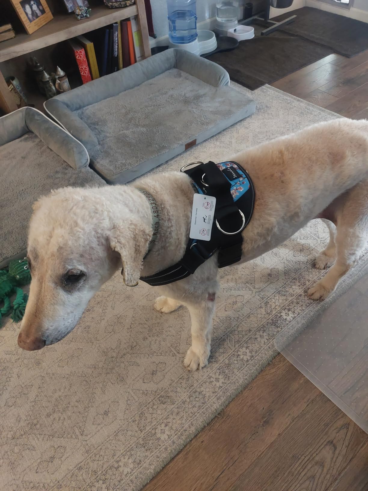 ShawnCo Essential Dog Harness, No-Pull Pet Vest (Pacific Blue,M) customer photo 1