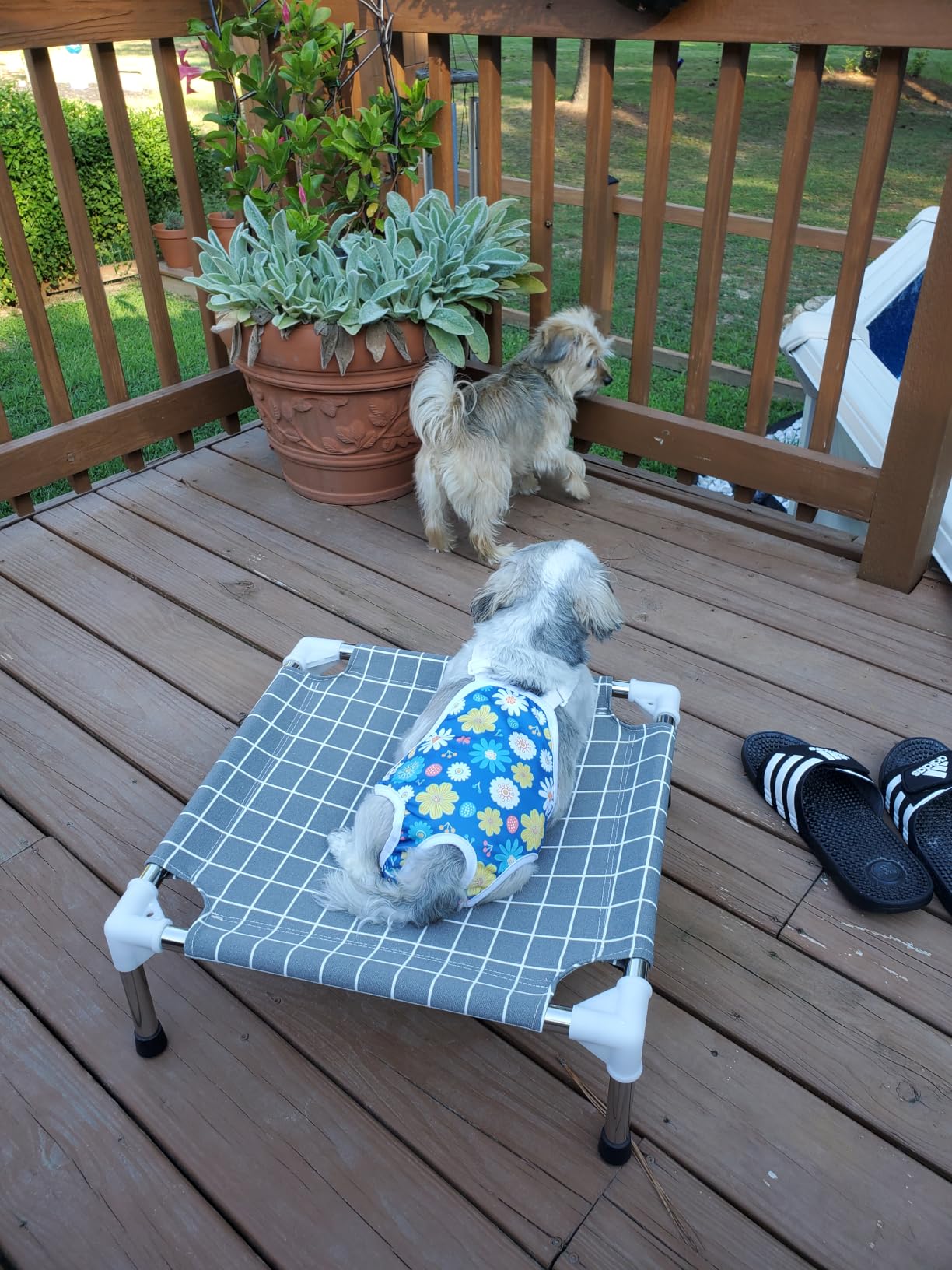 Elevated Pet Bed Dog Cot- Raised Pet Bed for Small Dogs customer photo 2
