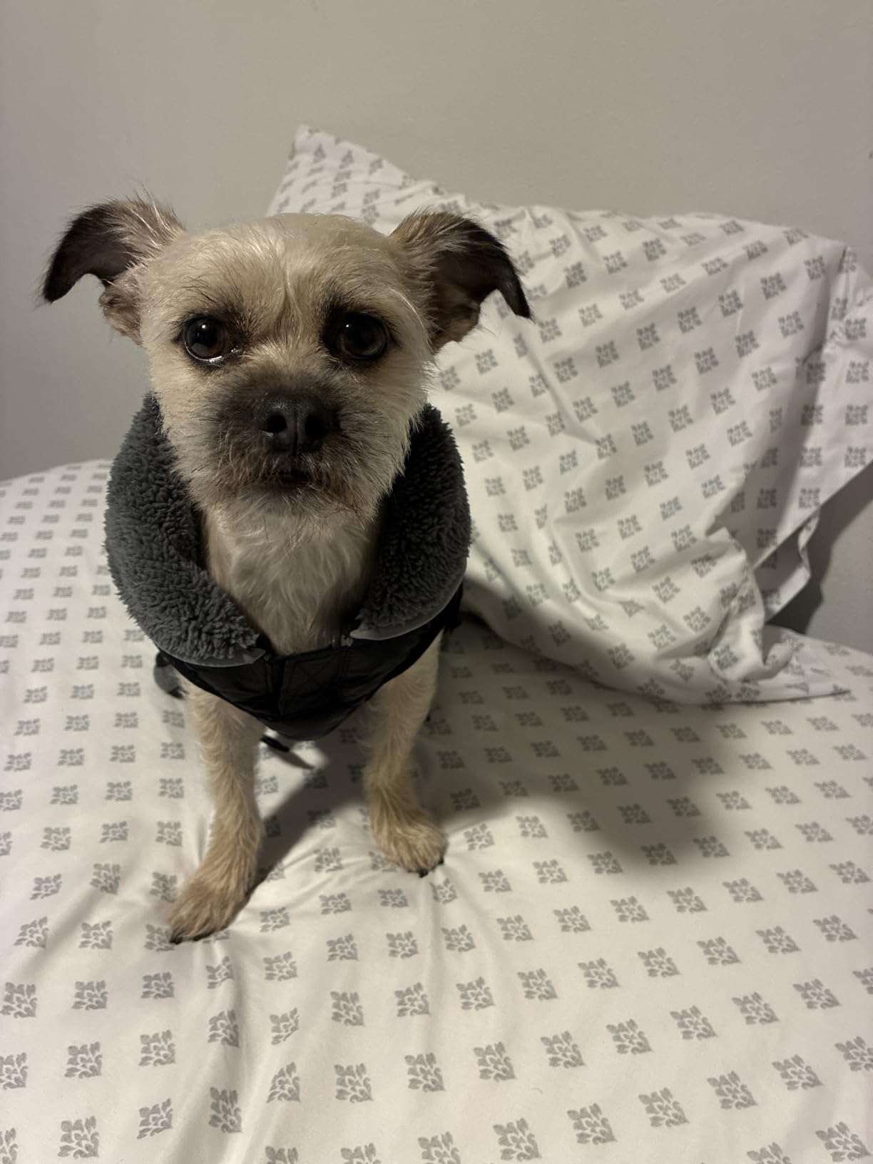 Dogcheer Warm Dog Coat, Fleece Collar Winter Dog Clothes, Reflective Pet Jacket Apparel for Cold Weather, Waterproof Windproof Puppy Snowsuit Vest for Small Medium Large Dogs X-Large customer photo 1