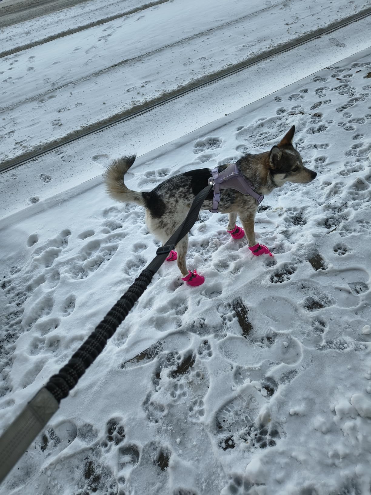 Dog Boots Dog Snow Boots for Winter Dogs Boots & Paw Protector Warm Dog Booties for Puppy with Reflective Strip Dog Shoes for Small Medium Size Dogs 4PCs Pink Size4 customer photo 1