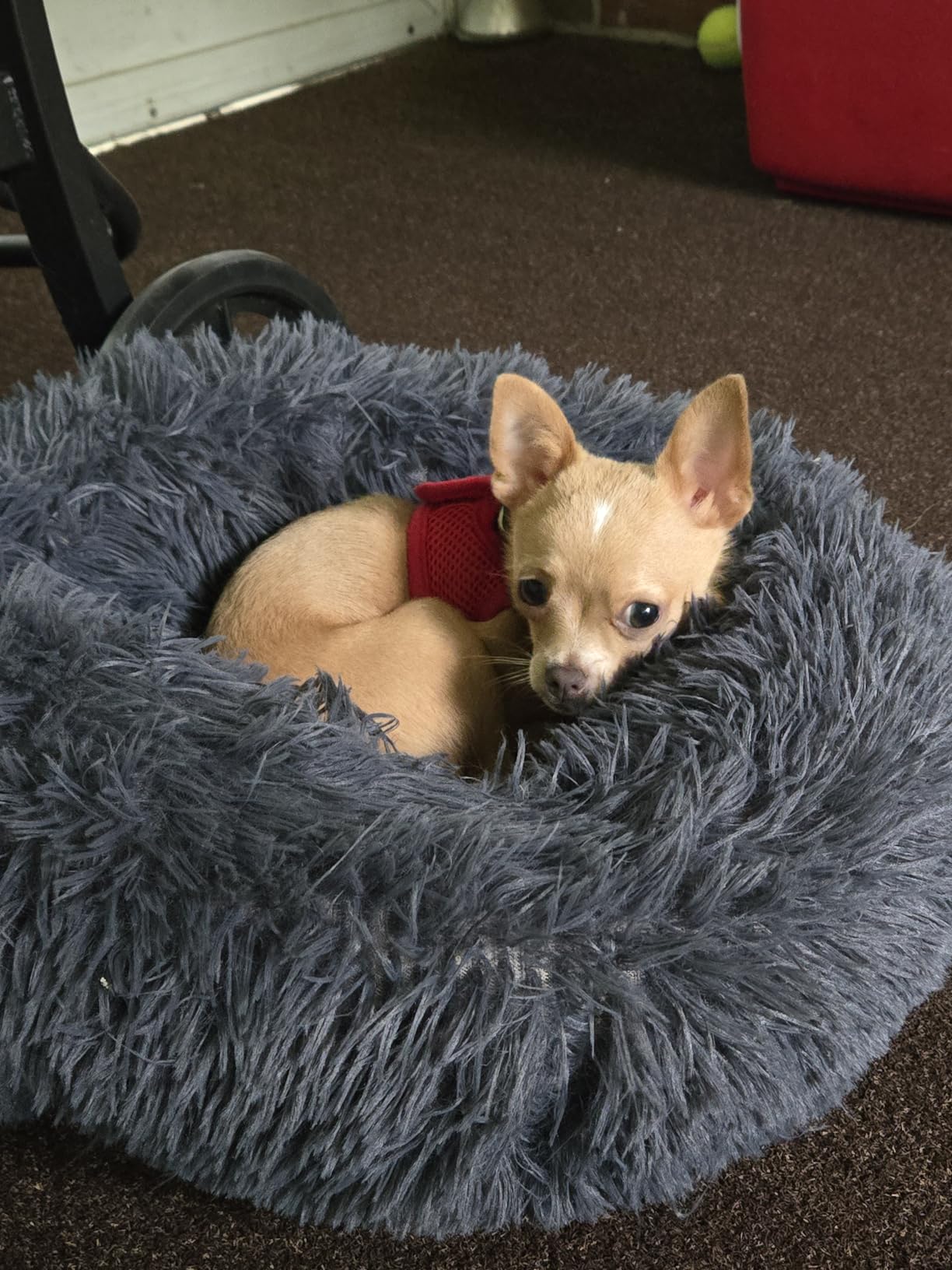 nononfish Dog Bed for Small Dogs,Calming Donut Plush Pet Bed customer photo 1
