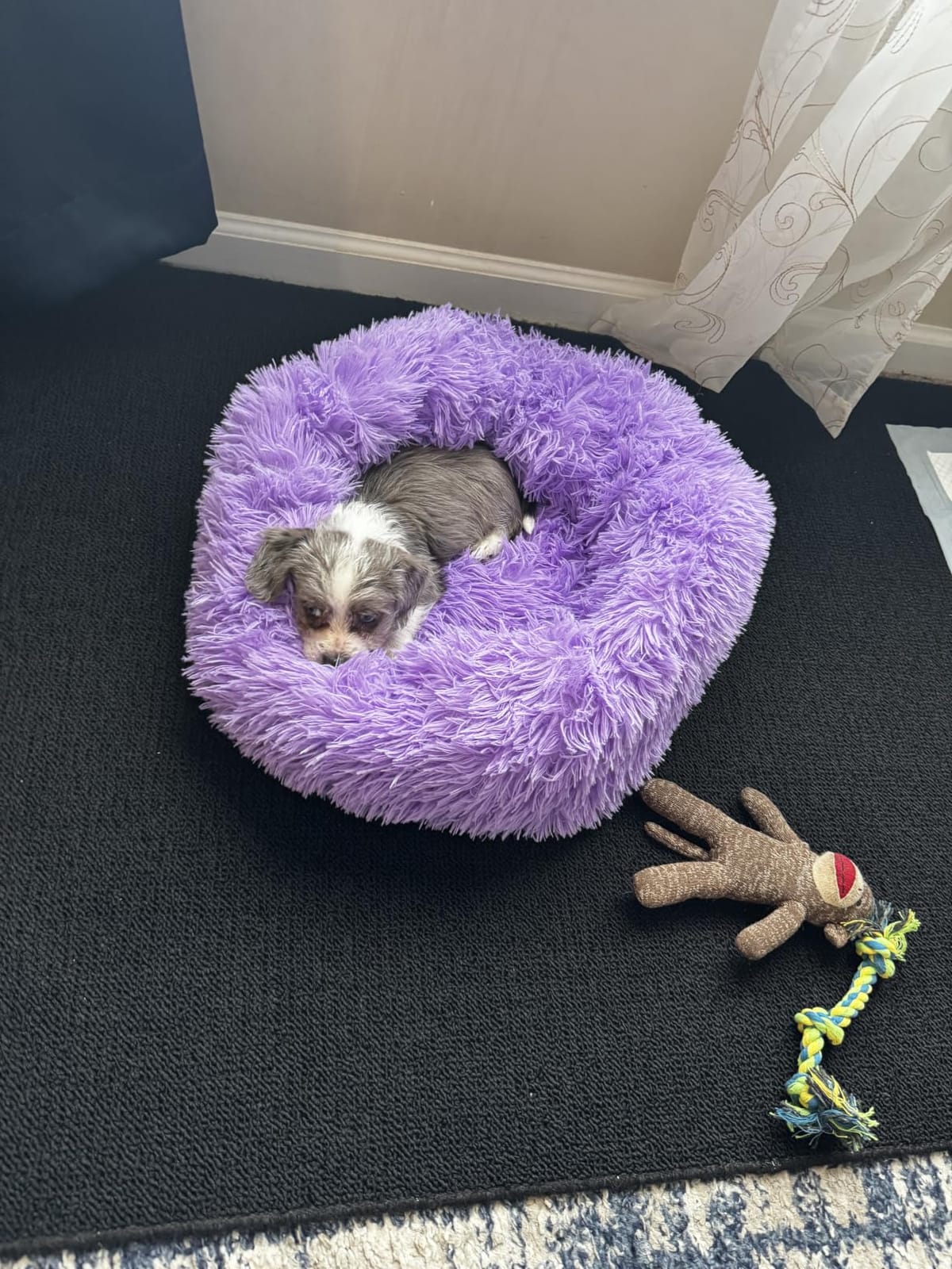 nononfish Dog Bed for Small Dogs,Calming Donut Plush Pet Bed customer photo 2