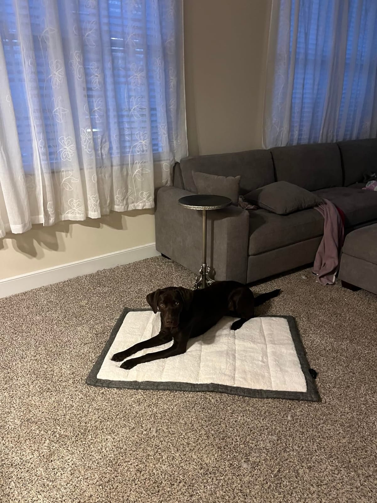 Travel Dog Bed, Rollup Crate Mat, Kennel Pad, Pet Camping Gear with Carry Handles for Medium Dog or Cat, Super Soft, Machine Washable, 36 * 23” Grey customer photo 1