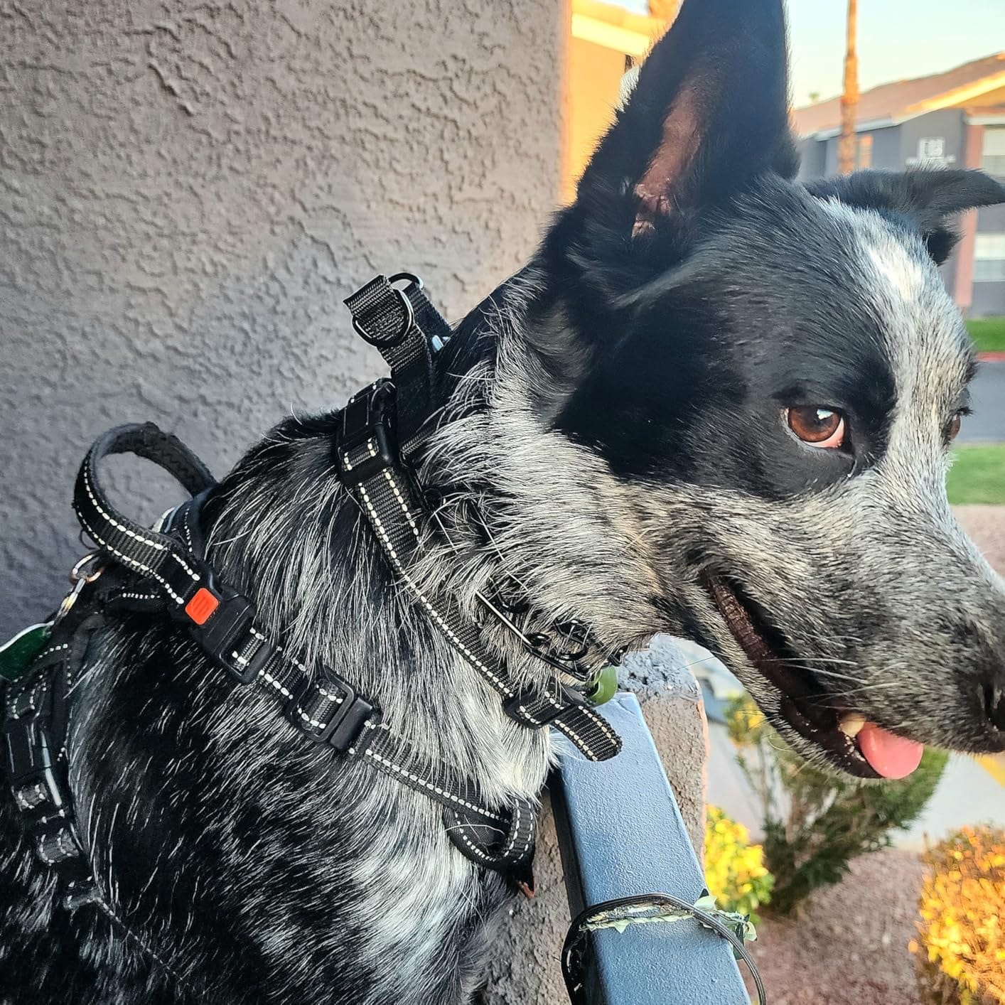 Supet Prong Collar for Dogs, Adjustable Dog Pinch No Pull Training Collar with Quick Release Buckle, Rubber Tips and Extra Links for Small Medium Large Dogs customer photo 2