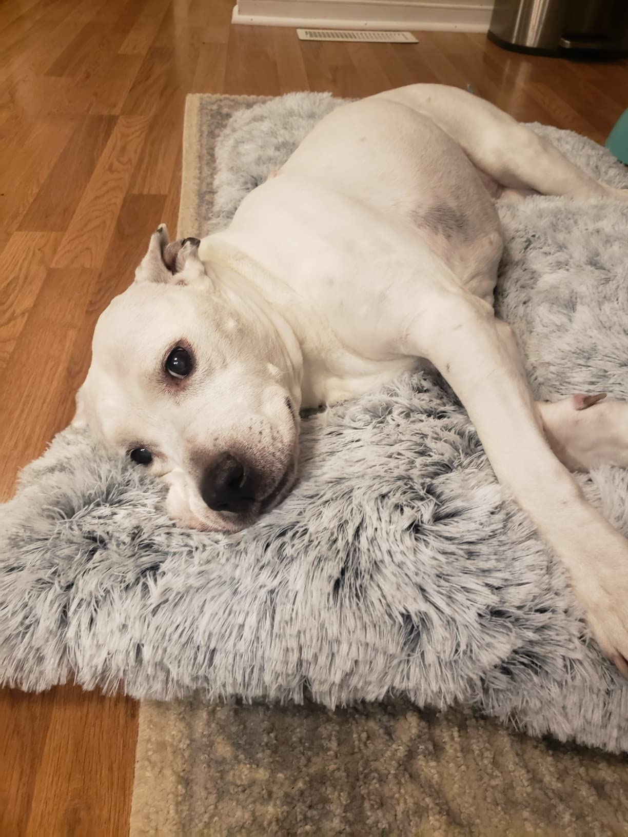 BFPETHOME Dog Beds for Large Dogs, Plush Dog Crate Bed Fluffy Cozy Kennel Pad for Sleeping &Ease Anxiety, Washable Pet Mats with Anti-Slip Bottom for Large Dogs, Grey customer photo 2