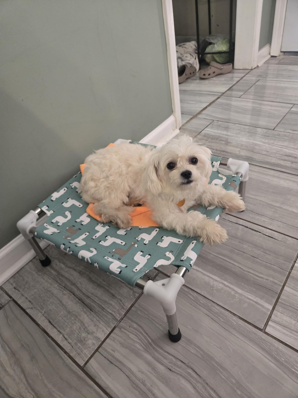 Elevated Dog Bed Pet cot for Small Dogs, Indoor and Outdoor Use customer photo 1