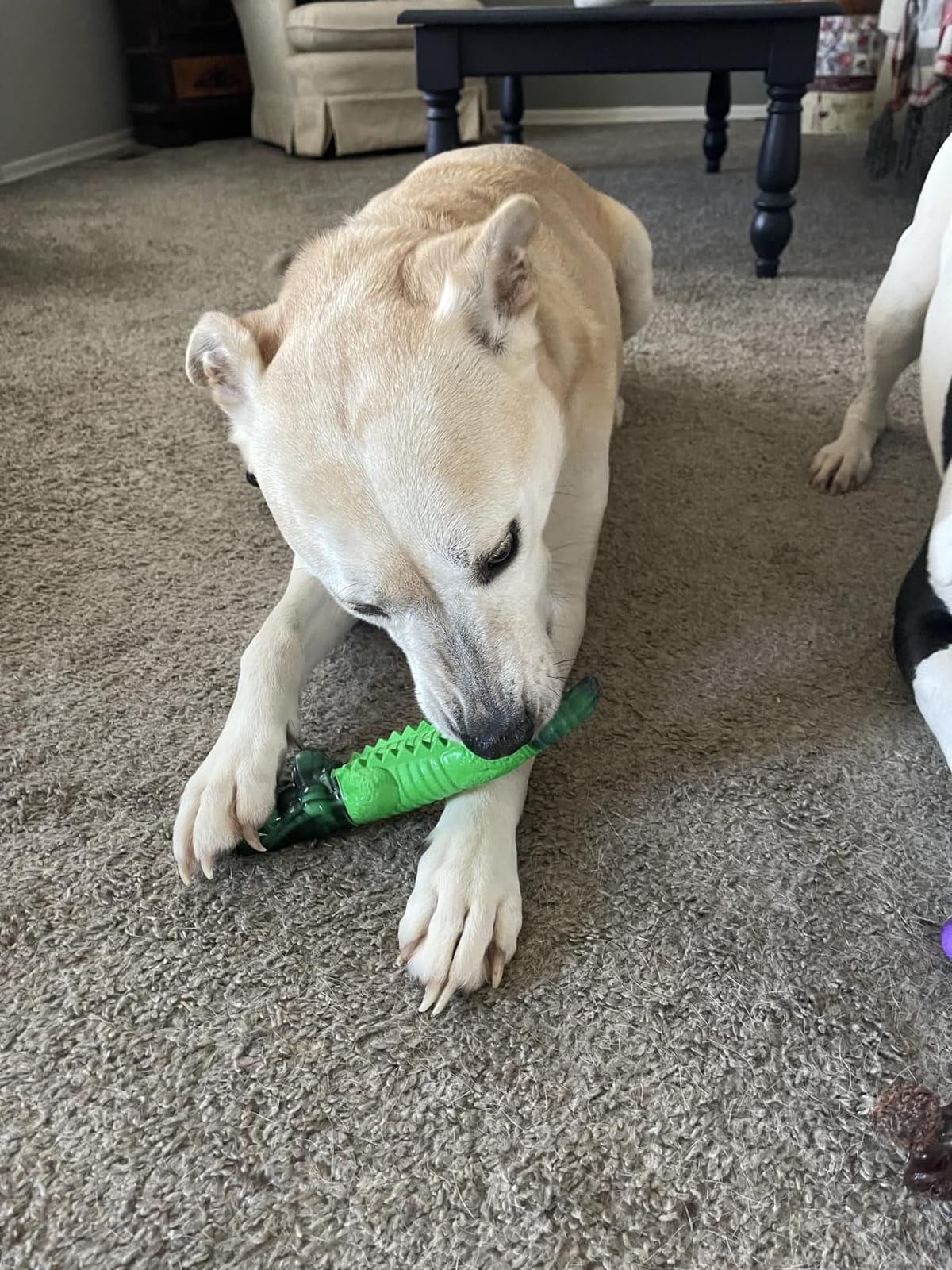 Fuufome Alligator Dog Toys for Aggressive Chewers,Medium Large Breed Dogs customer photo 2