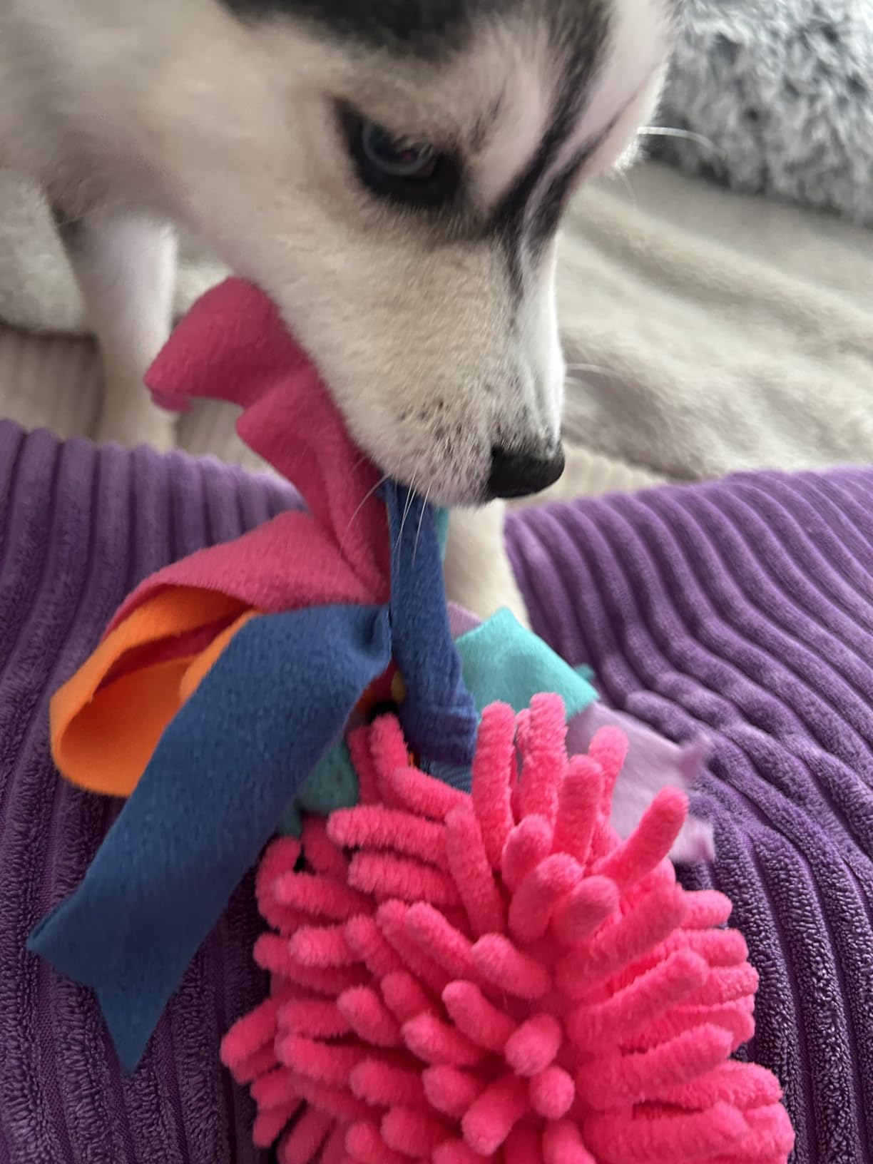 wodoca Dog Tug Toy, Dog Toys for Aggressive Chewers, Strong Squeak Rope Toy customer photo 1