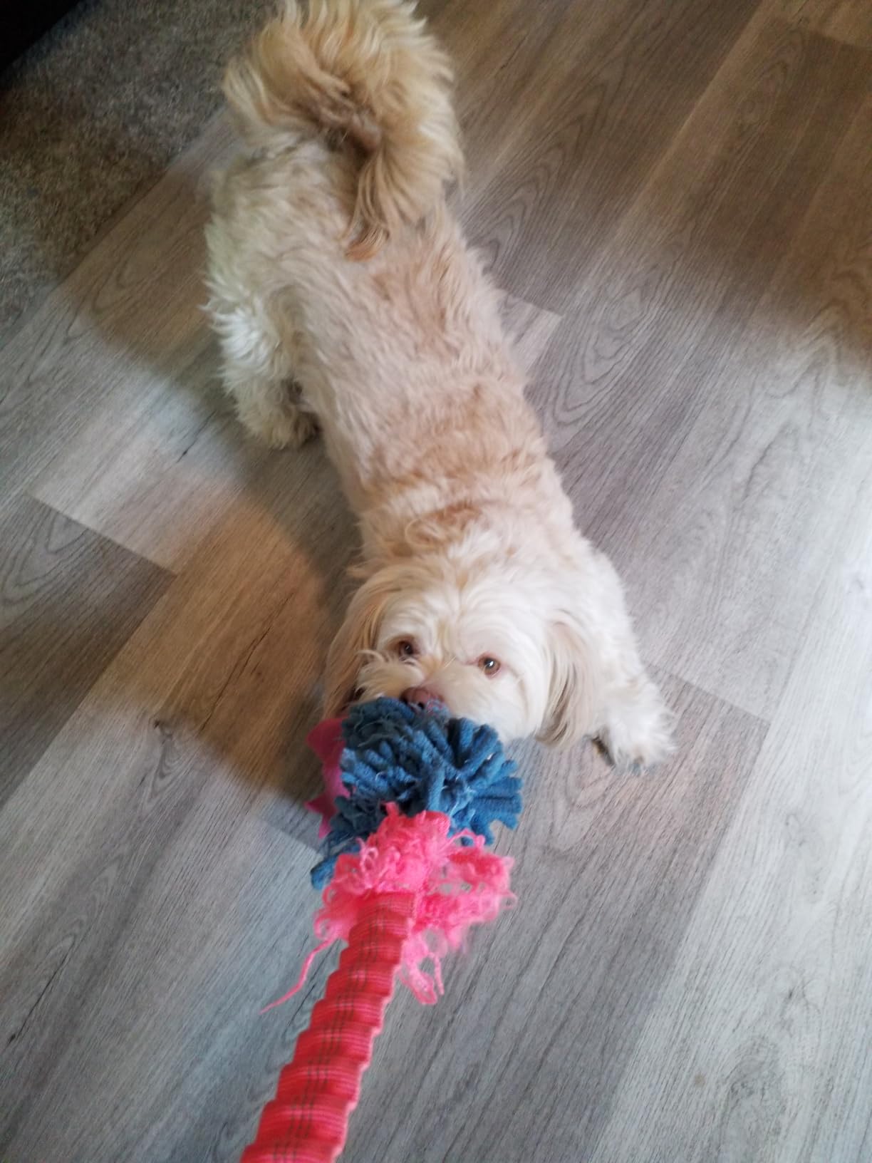 wodoca Dog Tug Toy, Dog Toys for Aggressive Chewers, Strong Squeak Rope Toy customer photo 2
