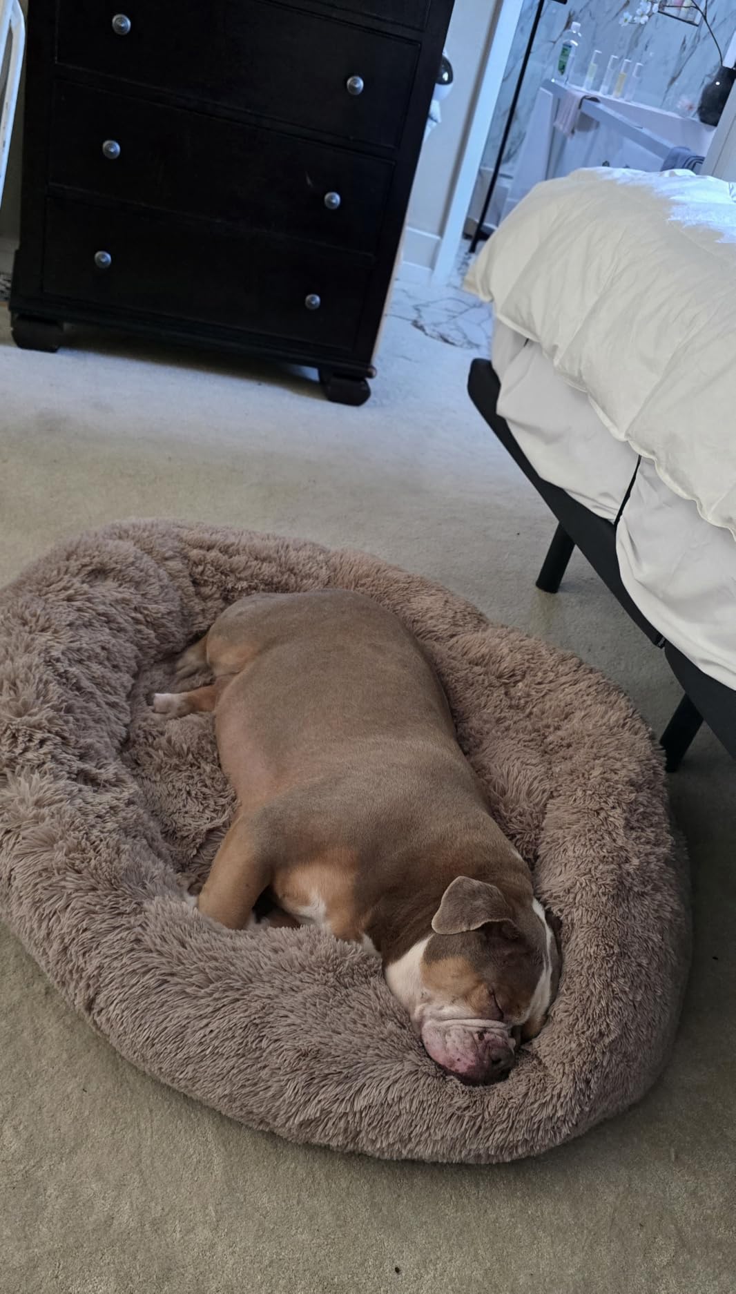 Bedsure Calming XL Dog Bed Donut Washable Extra Large Pet Bed,45ins Camel customer photo 2