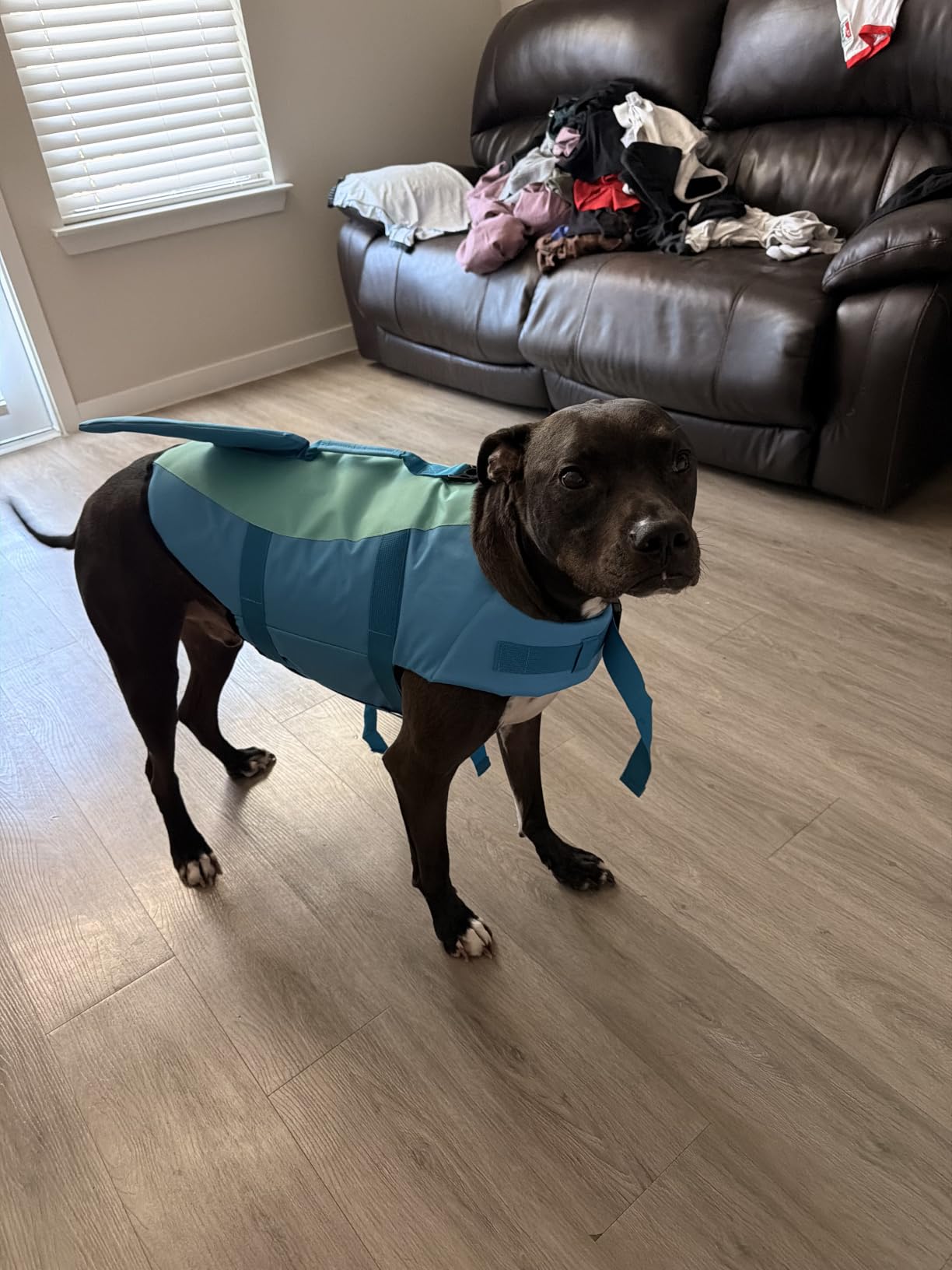 EMUST Shark Dog Life Jackets for Water Safety - Adjustable Ripstop Pet Life Vest with Rescue Handle for Swimming Pool, Beach, Boating (L, Pool Blue) customer photo 1