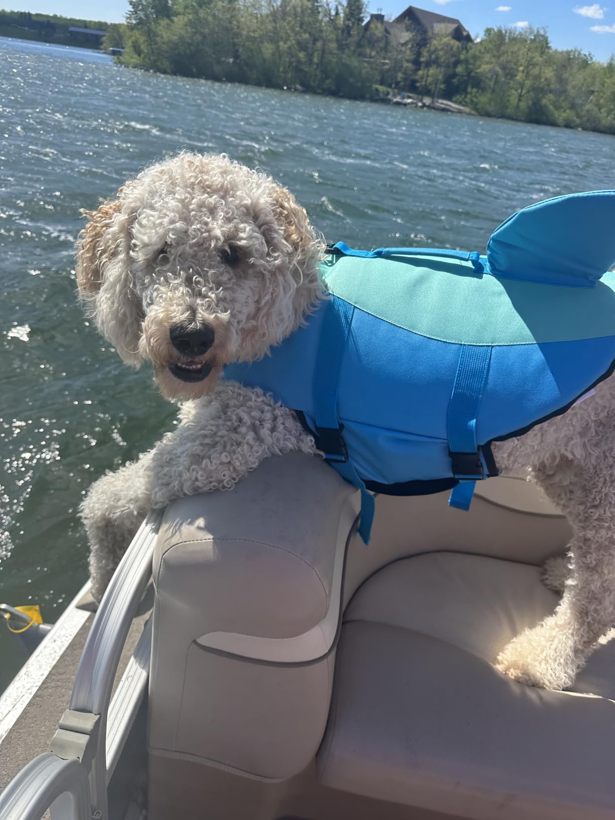 EMUST Shark Dog Life Jackets for Water Safety - Adjustable Ripstop Pet Life Vest with Rescue Handle for Swimming Pool, Beach, Boating (L, Pool Blue) customer photo 2