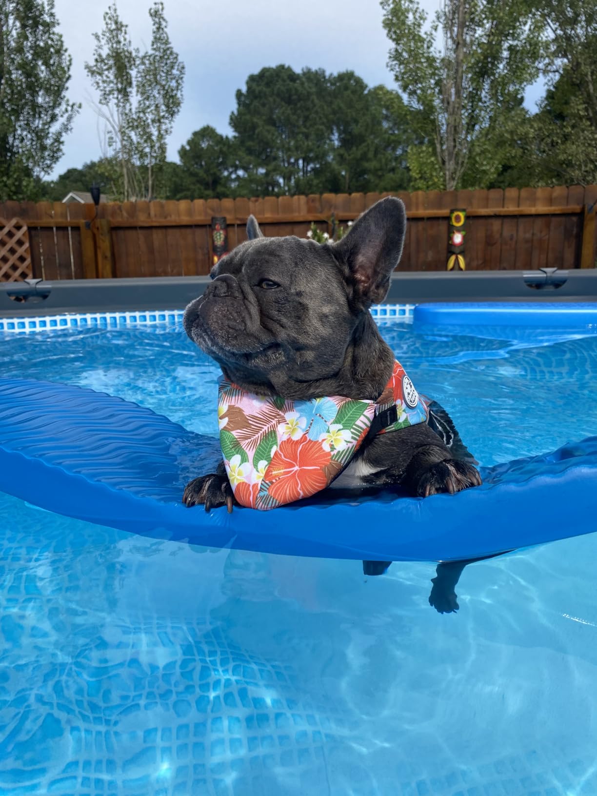 Mklhgty Dog Life Jacket, Reflective Dog Life Vest with Removable Neck Float High Buoyancy for Swimming and Boating, Ripstop Pet Safety Swimsuit Rescue Handle for Small Medium Large Dogs customer photo 1