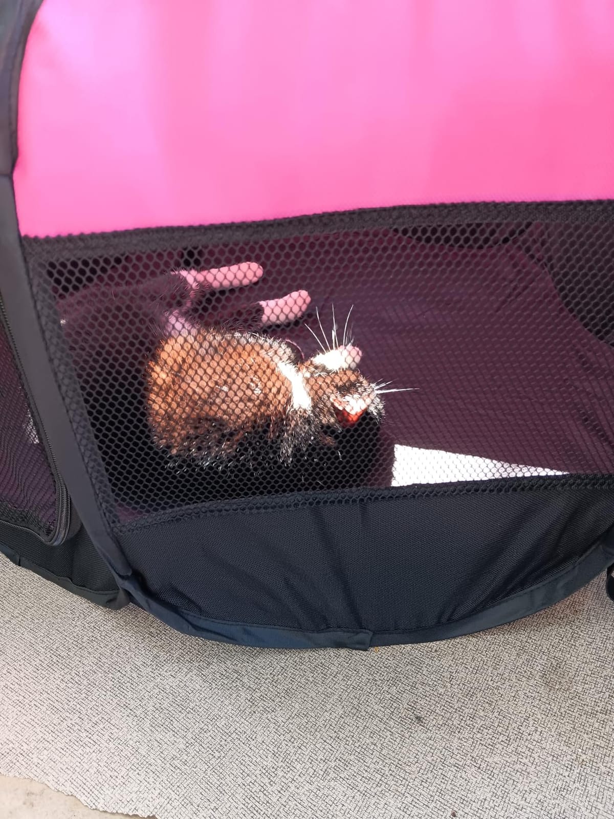 GOOZII Dog Playpen Portable Collapsible, Indoor Outdoor Pet Puppy Exercise Playpens Case with Zipper Door Top Cover Floor for Large Cat Rabbit Travel Camping (Small Size, Black/Blue) customer photo 2