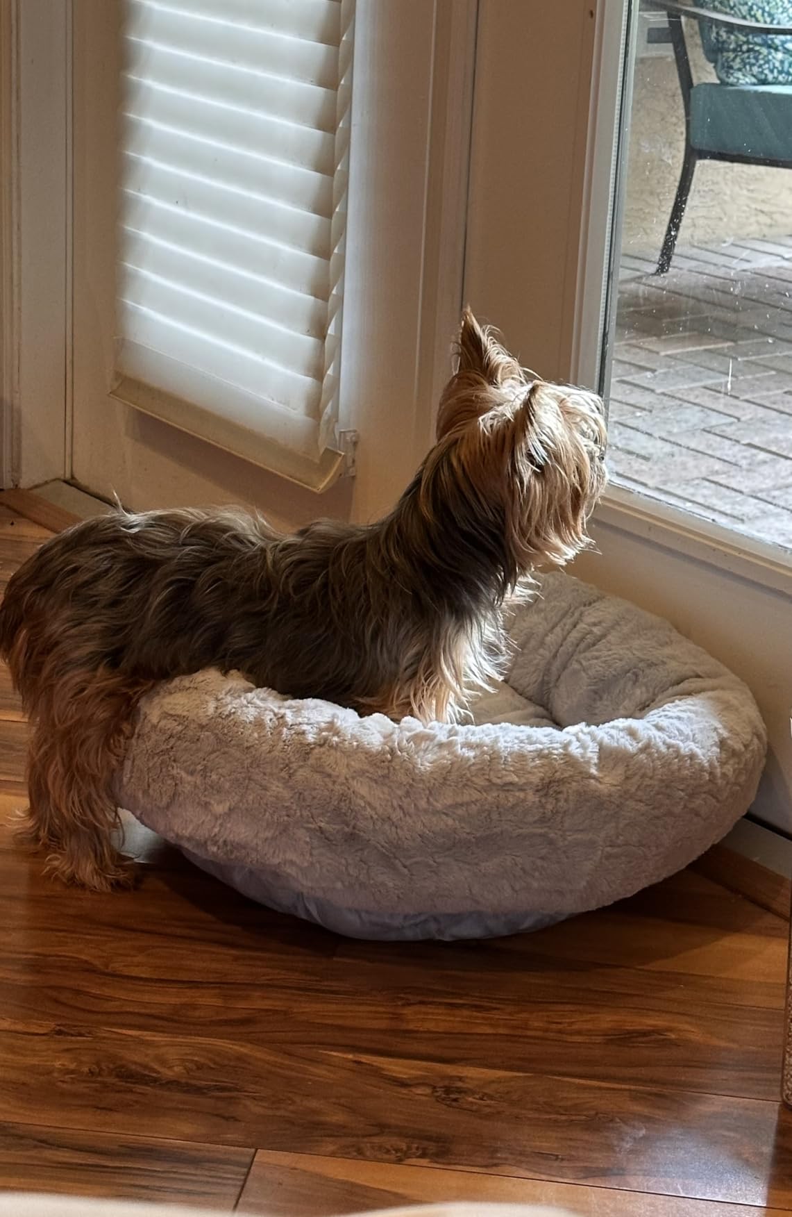 Best Friends by Sheri The Original Calming Donut Dog Bed for Medium Dogs up to 45 lbs, Shag Faux Fur, Baby Blue, 30