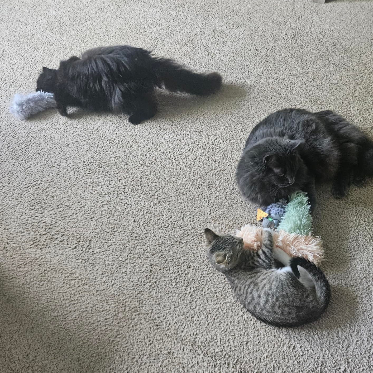 Potaroma Cat Toys Pillows, 3 Pack, Catnip Inside, Indoor Interactive Fun customer photo 1