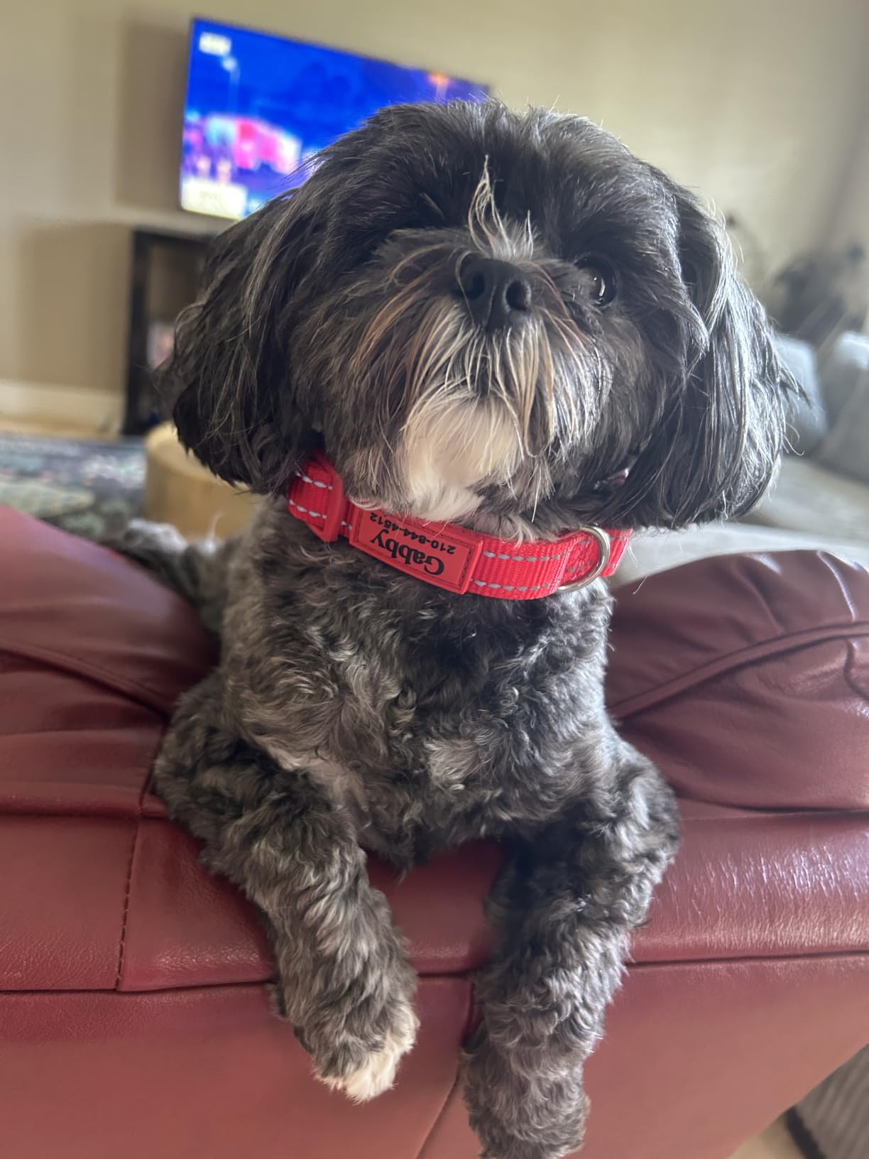 Personalized Dog Collars - Reflective Nylon Collar Customized with Name and Phone Number Adjustable Sizes for Small Dogs, Medium, Large 4 Colors Male Female boy Girl Puppies customer photo 1