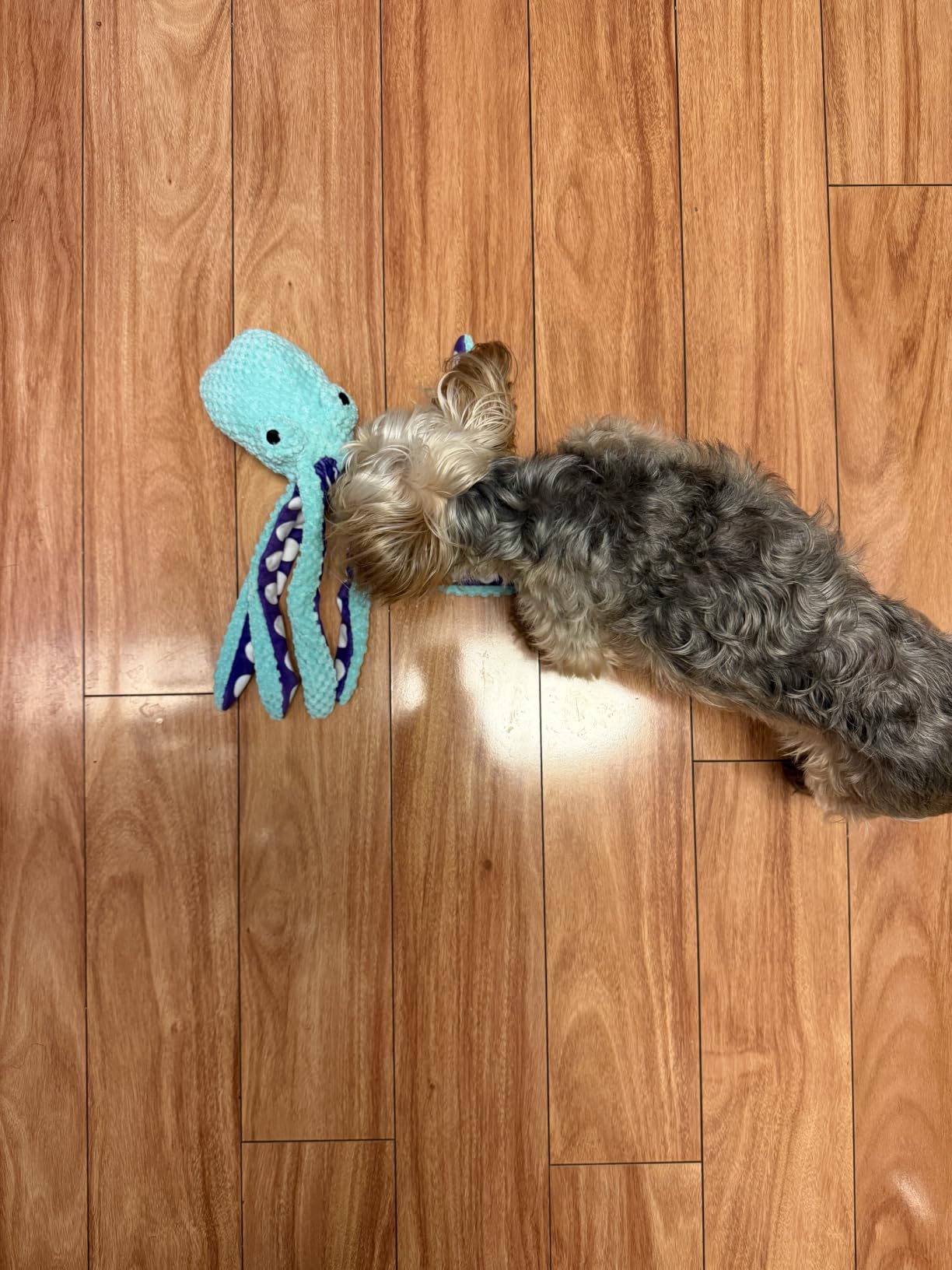 Fuufome Octopus Squeaky Dog Toys for Puppy, Small and Medium Large Breed customer photo 1