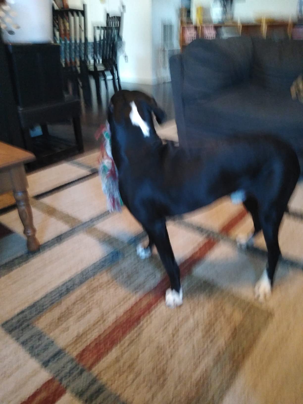 Dog Shock Collar, Electric Dog Training Collar with Remote & 4-Channels customer photo 2