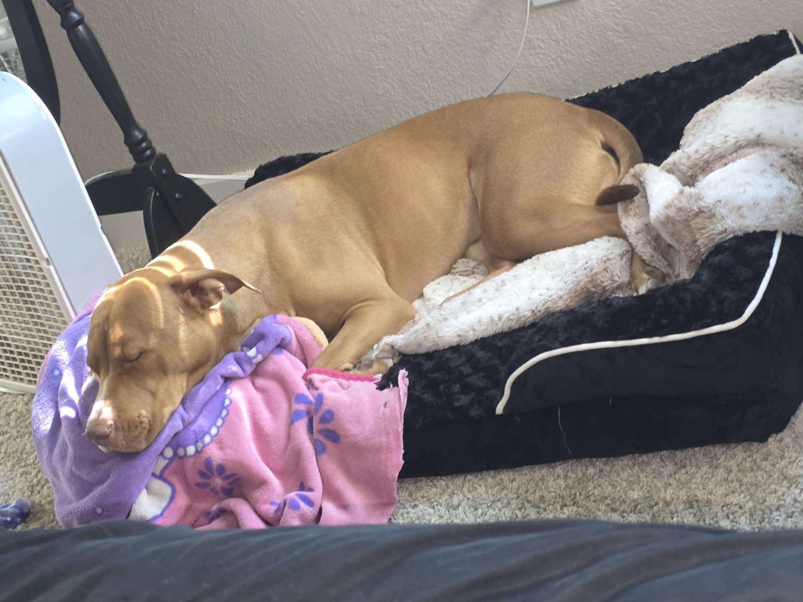 WNPETHOME Orthopedic Washable Dog Bed Large for Senior Dog Cozy Sleep customer photo 1