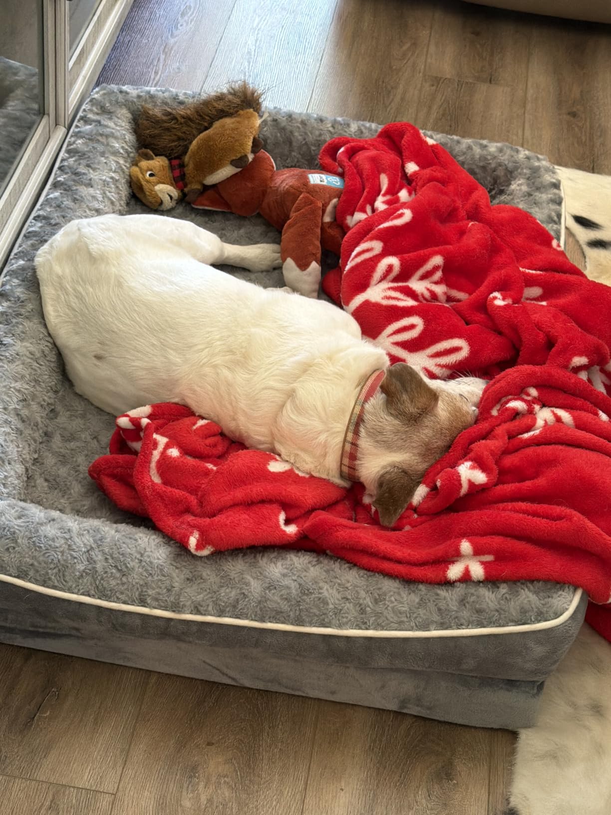 WNPETHOME Orthopedic Washable Dog Bed Large for Senior Dog Cozy Sleep customer photo 2