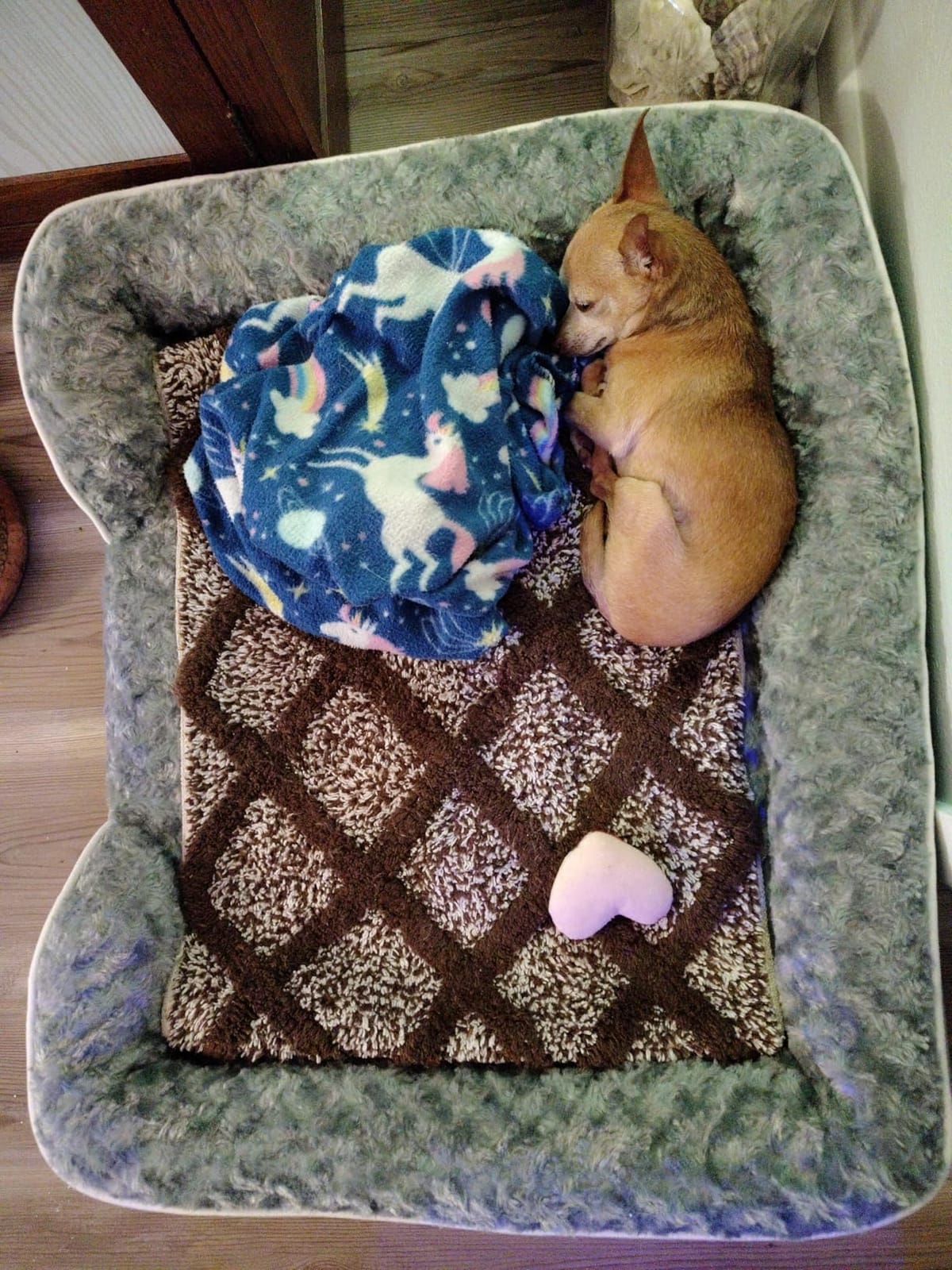 WNPETHOME Orthopedic Washable XL Dog Bed for Senior Dog Cozy Sleep customer photo 2