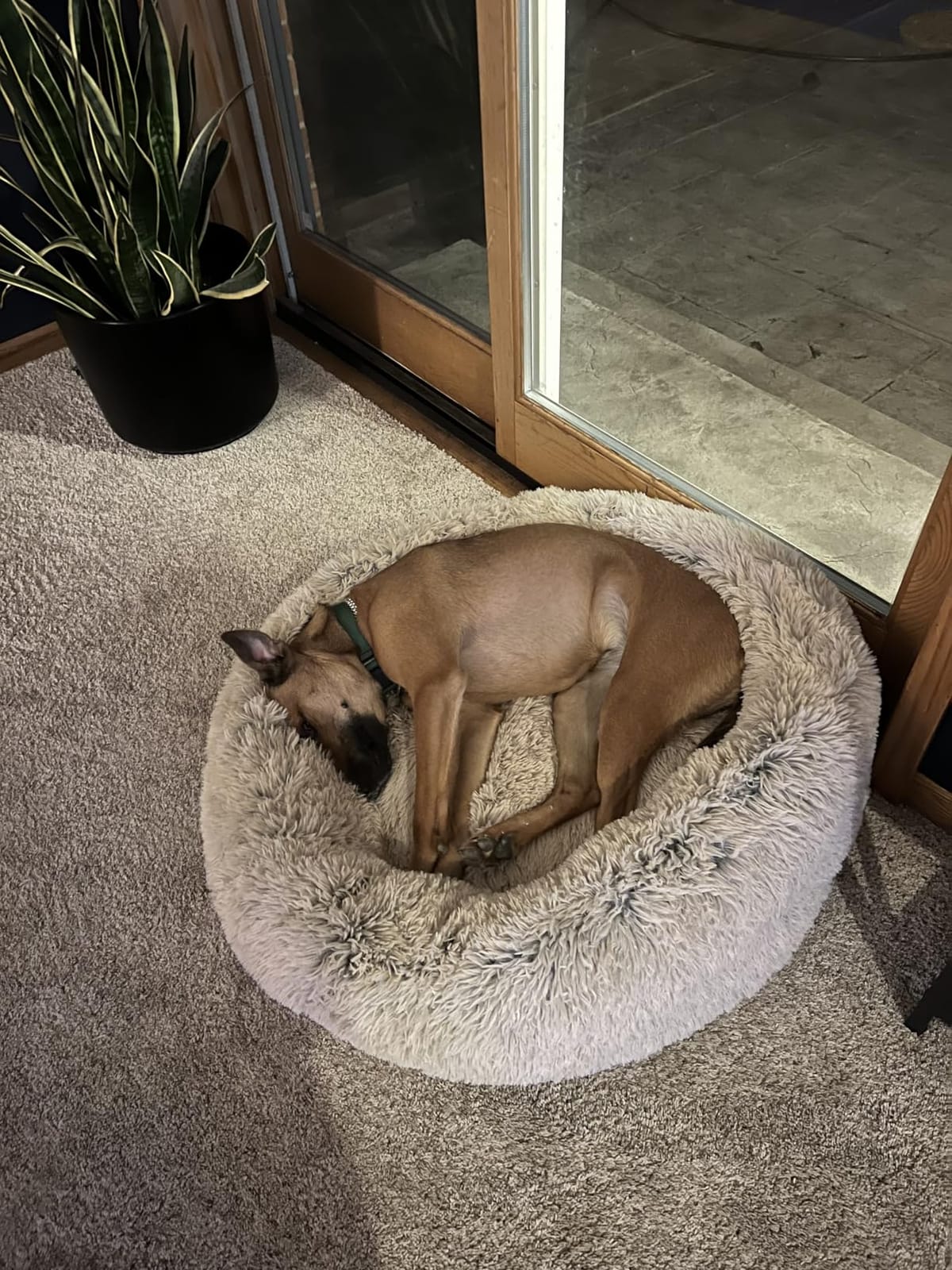 SAVFOX 30 inches Calming Donut Dog Bed - 3X Durable Plush Faux Fur, Machine Washable & Non-Slip, Fits up to 45 lbs, Beige customer photo 2