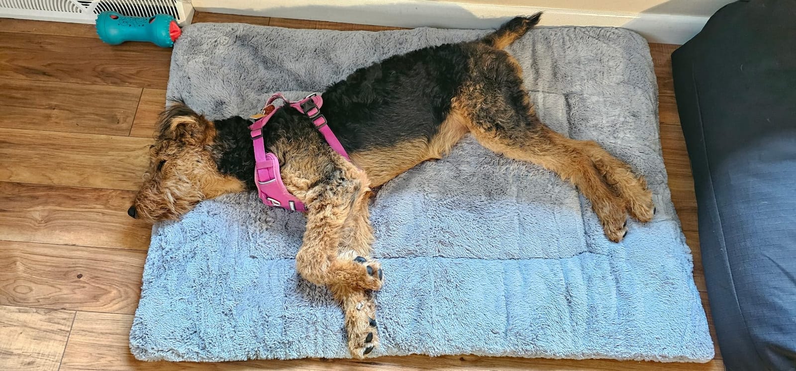 Dog Crate Pad Washable Dog Bed for Crate Medium Cozy Mat 36-Inch Gray customer photo 1