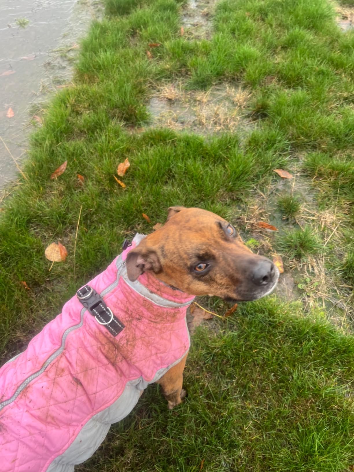 AOFITEE Dog Coats for Medium Dogs Waterproof Dog Winter Jacket with Harness customer photo 2