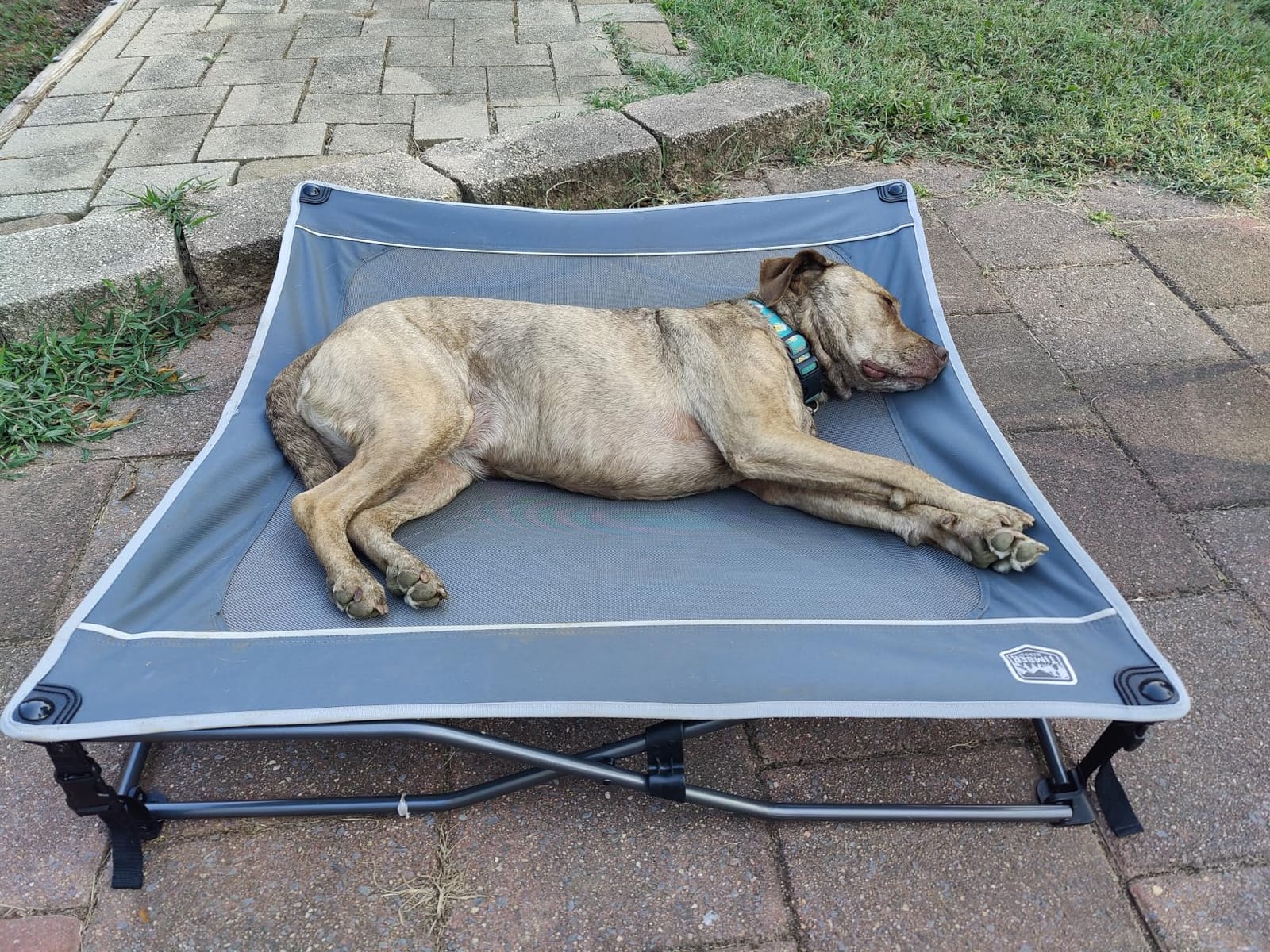 TIMBER RIDGE Outdoor Dog Bed, Cooling Elevated Pet Bed Portable Raised Dog Bed with Breathable Mesh, Dog Bed Foldable Dog Cot for Indoor & Outside, Grey customer photo 1