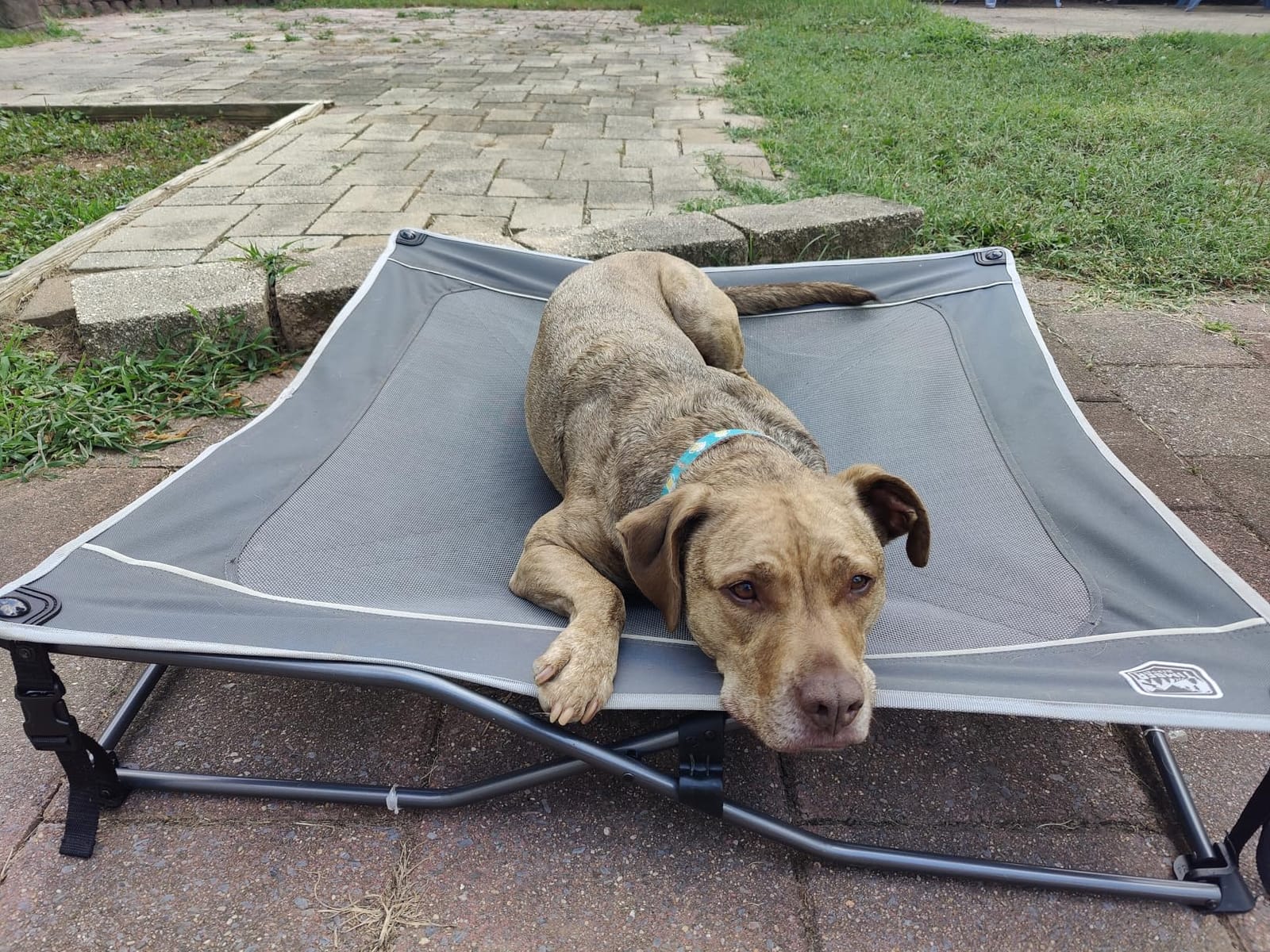TIMBER RIDGE Outdoor Dog Bed, Cooling Elevated Pet Bed Portable Raised Dog Bed with Breathable Mesh, Dog Bed Foldable Dog Cot for Indoor & Outside, Grey customer photo 2
