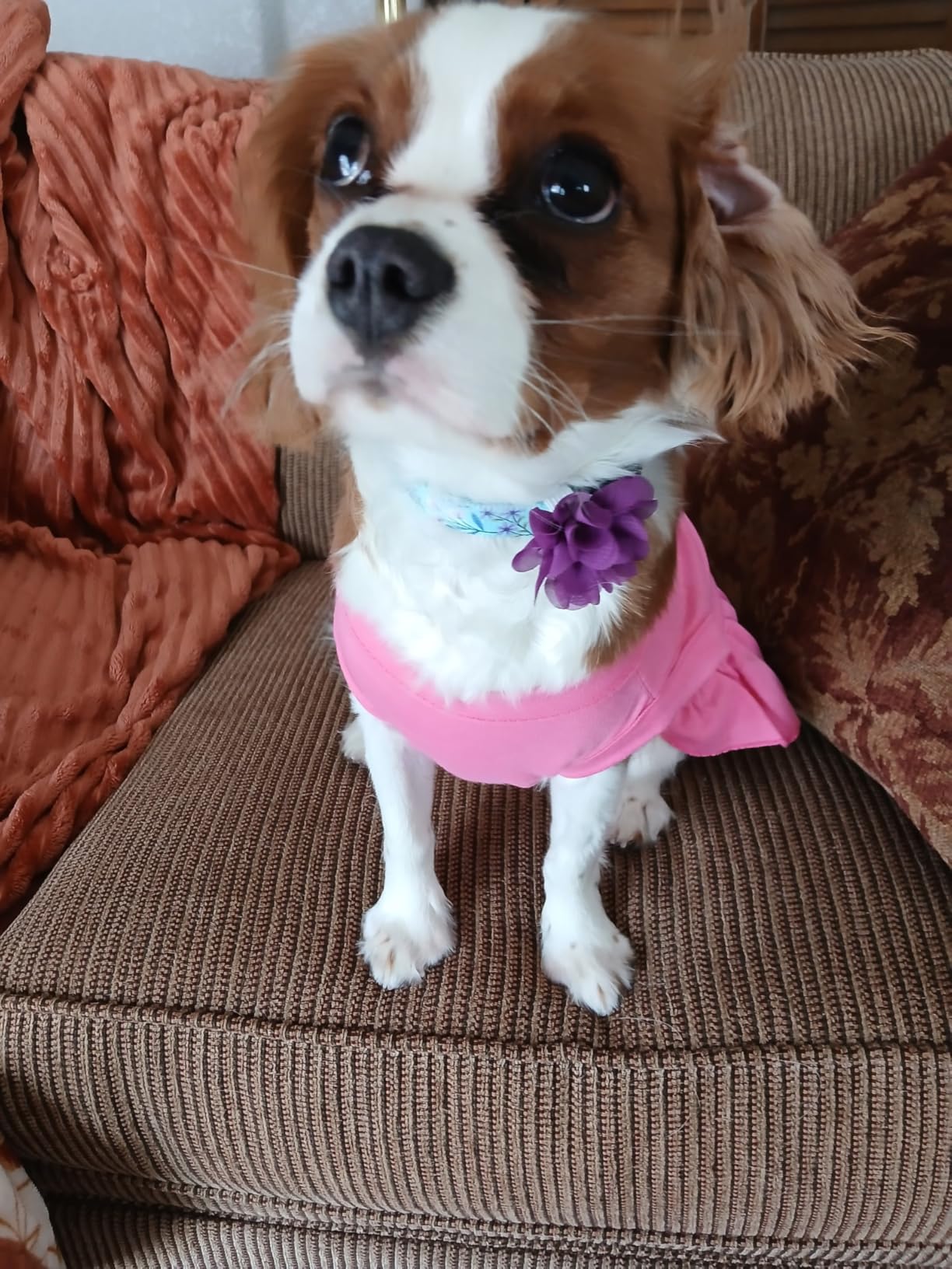 Mihqy Dog Collar for Large Dogs, Fashion Design, Floral Pink,L customer photo 1