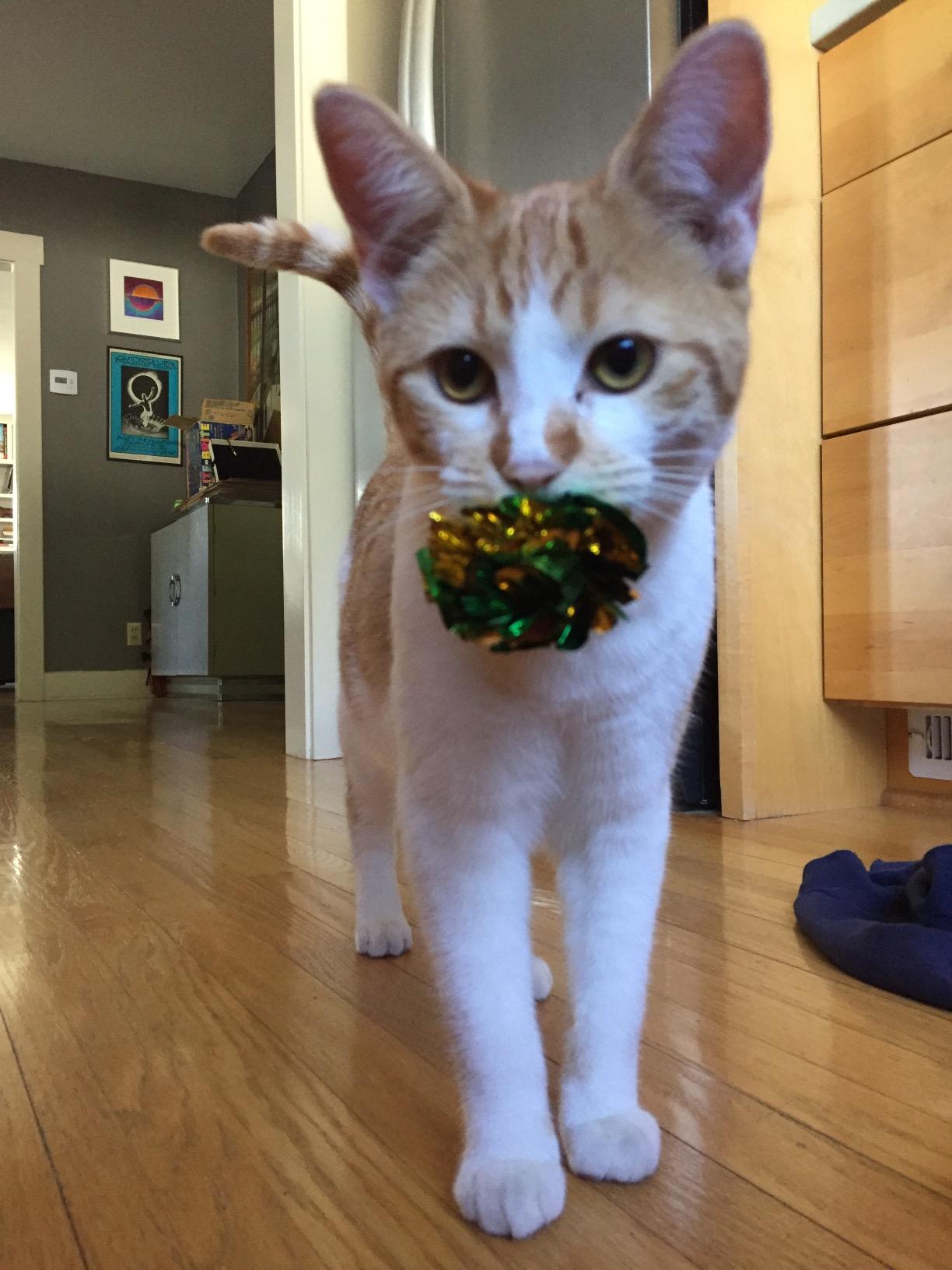 SunGrow Cat Crinkle Balls, Mylar Interactive Toys for Indoor Cats, 6 Pcs customer photo 2