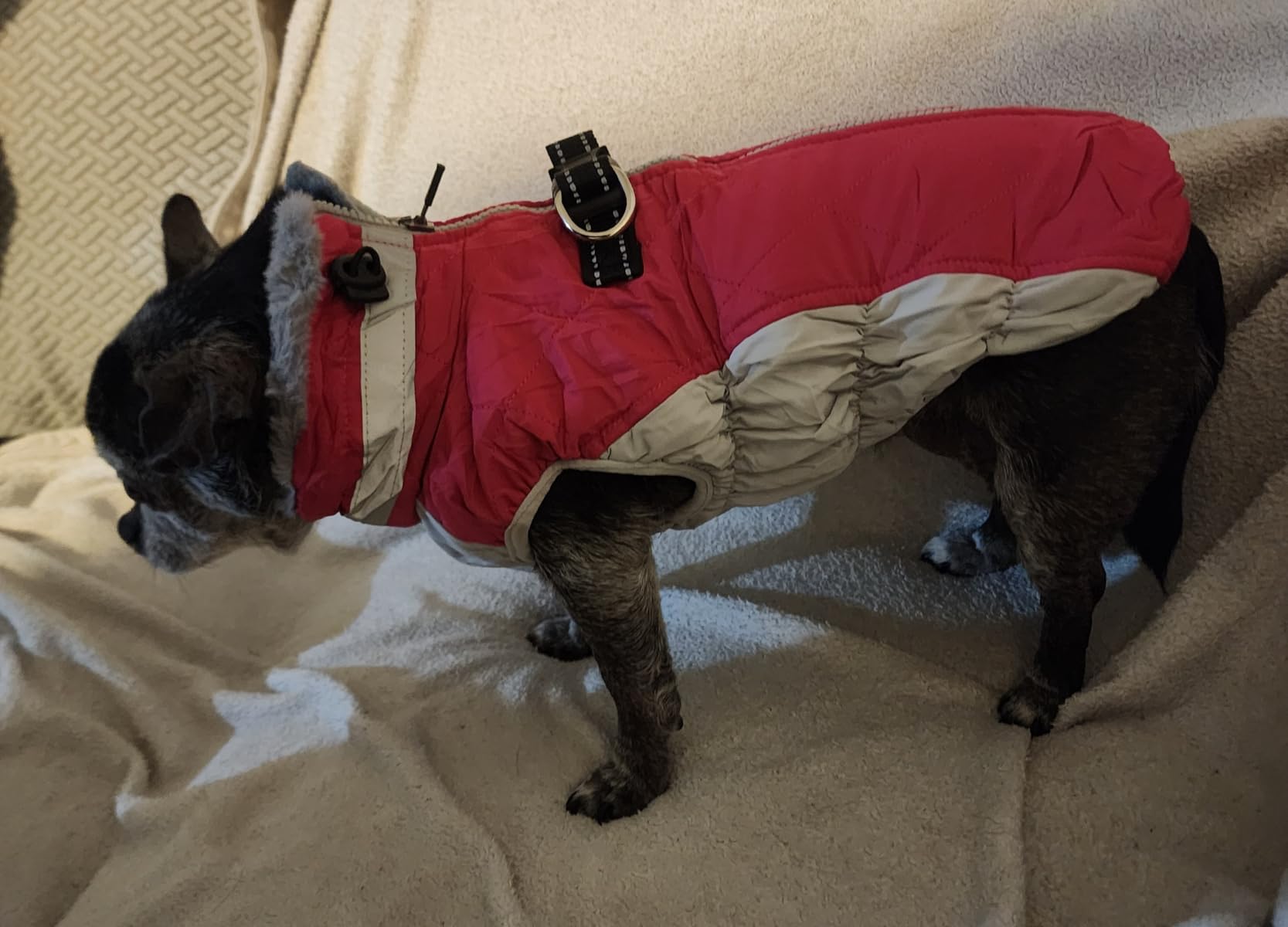 FUAMEY Dog Coat for Small Dogs, Fleece Dog Winter Jacket with Harness customer photo 1