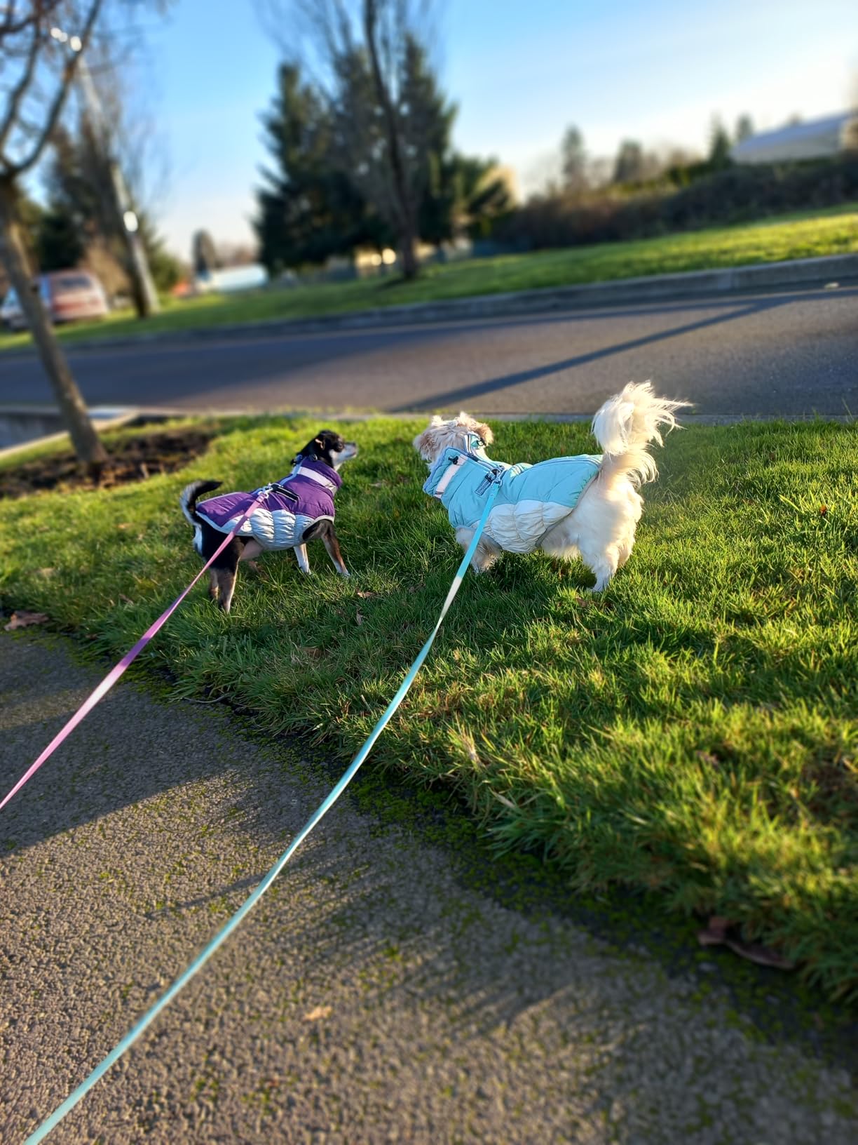 FUAMEY Dog Coat for Small Dogs, Fleece Dog Winter Jacket with Harness customer photo 2