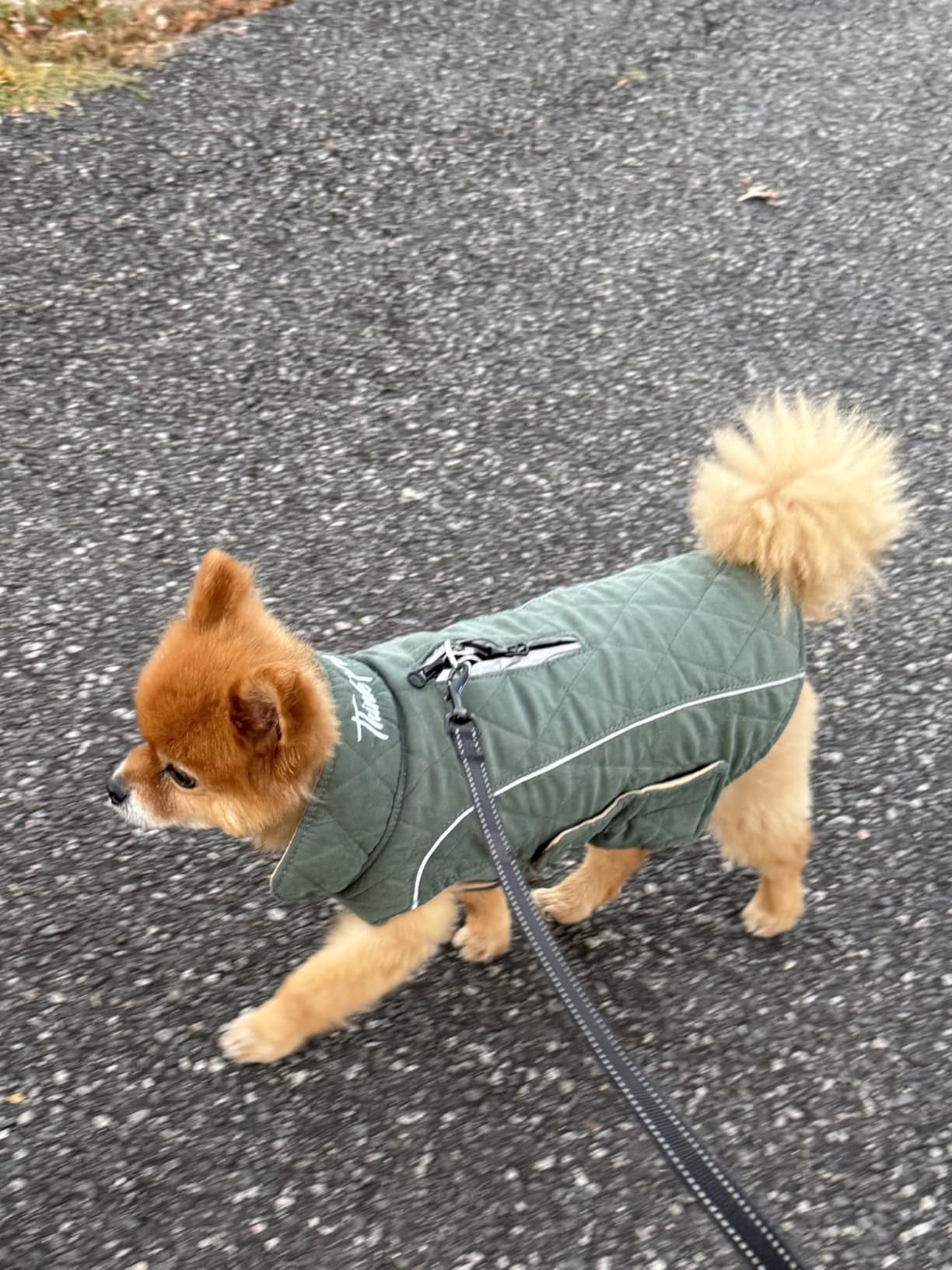 ThinkPet Dog Cold Weather Coats - Cozy Waterproof Windproof Reversible Winter Dog Jacket, Thick Padded Warm Coat Reflective Vest Clothes for Puppy Small Medium Large Dogs customer photo 1