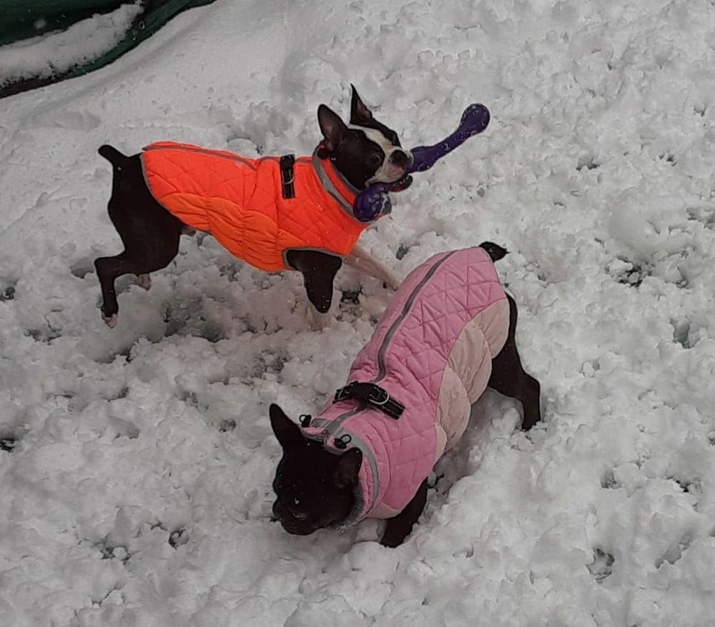 Lelepet Dog Coat Warm Dog Winter Coat Waterproof Dogs Jacket with Harness customer photo 1