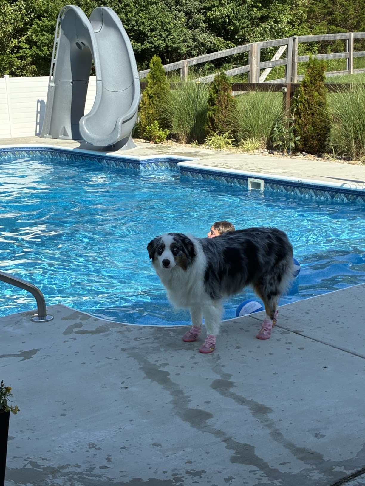 QUMY Dog Shoes for Hot Pavement, Dog Snow Boots & Paw Protectors for Winter customer photo 2