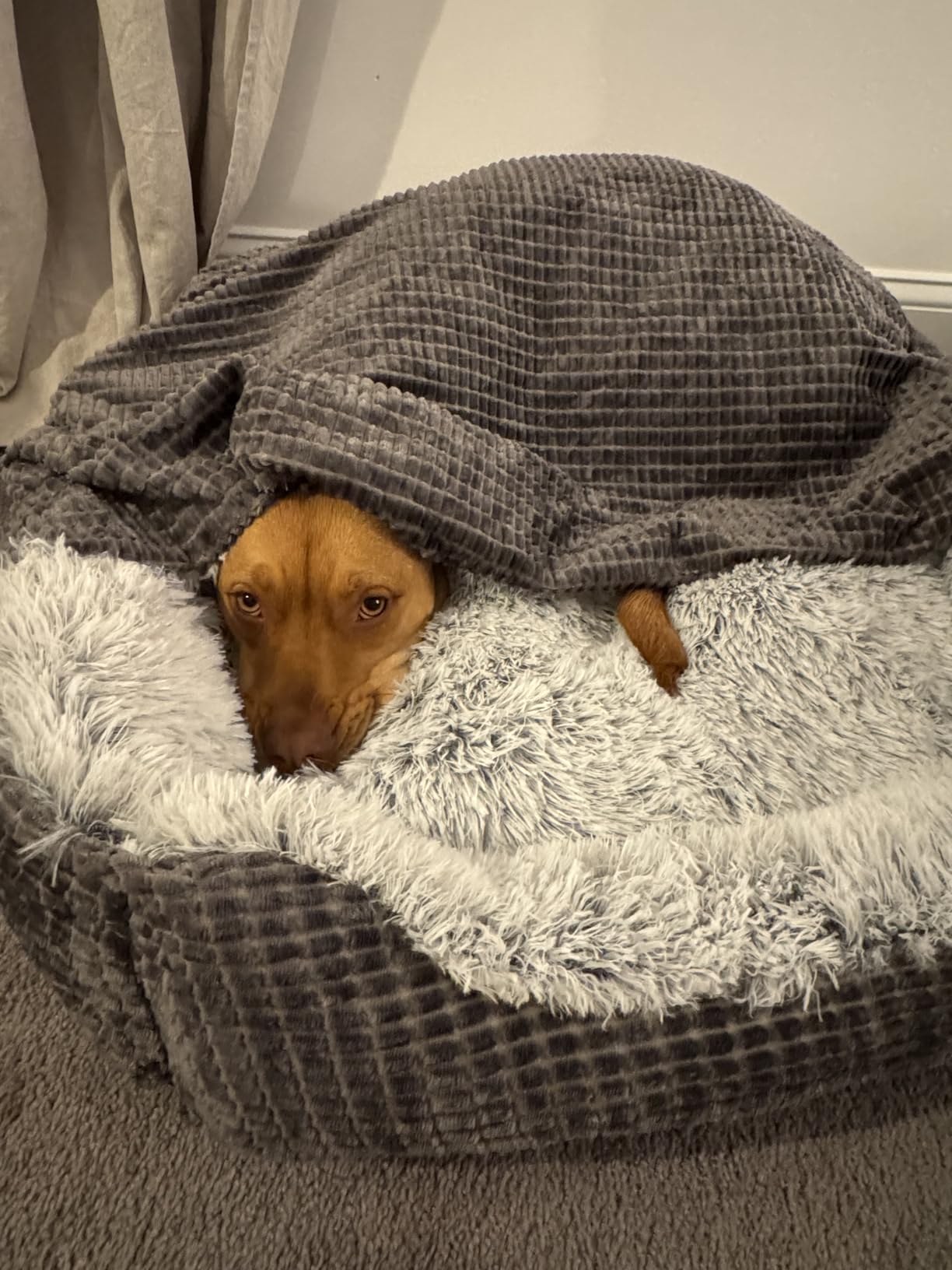 MIXJOY Dog Beds for Small Medium Dogs with Hooded Attached, 25in customer photo 1