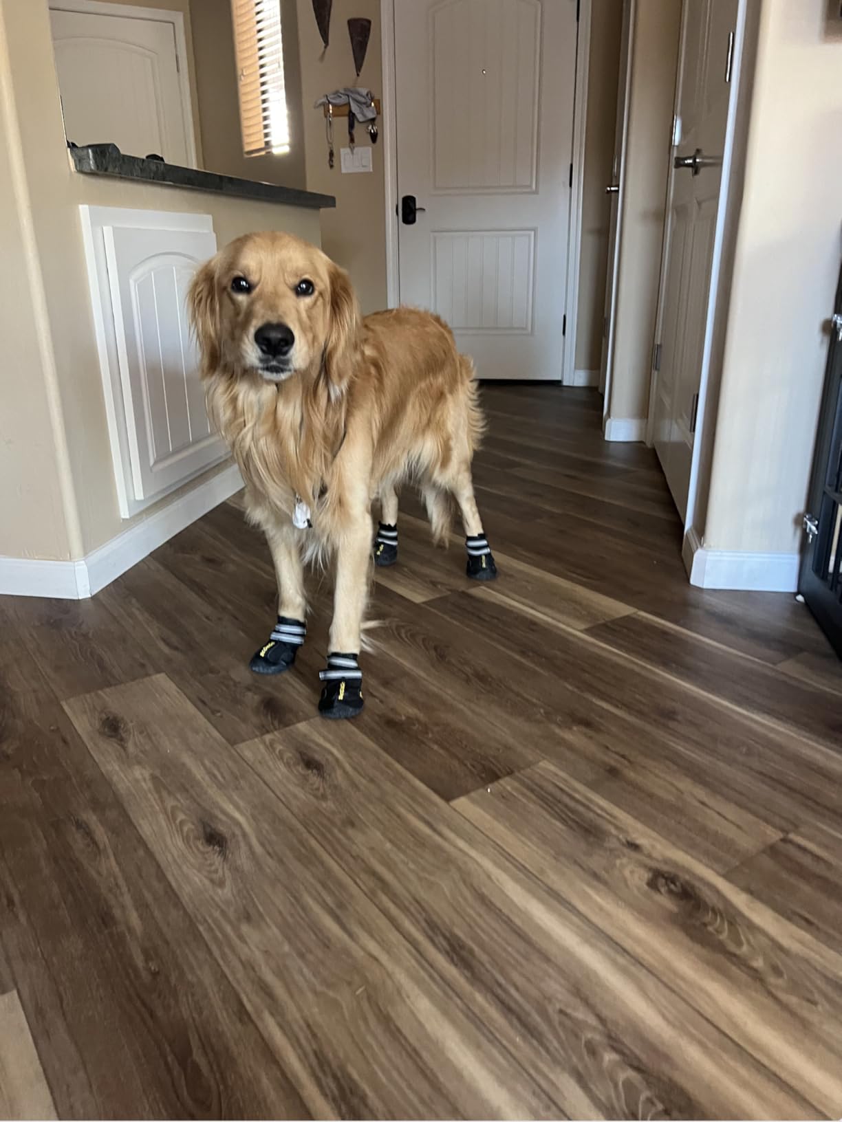 DcOaGt Dog Shoes Large Size Dogs,Breathable Anti-Slip Dog Boots Dog Booties customer photo 2