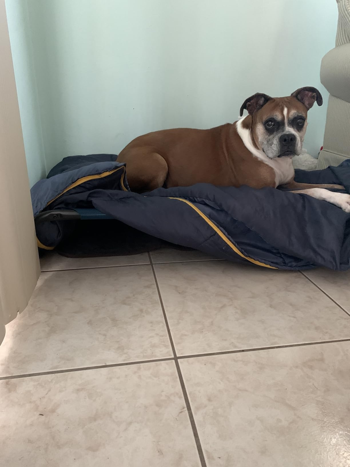 Extra Large Pet Heating Mat for Dogs and Cats - Waterproof, Indoor/Outdoor Dog Heating Pad - Easy Clean customer photo 1