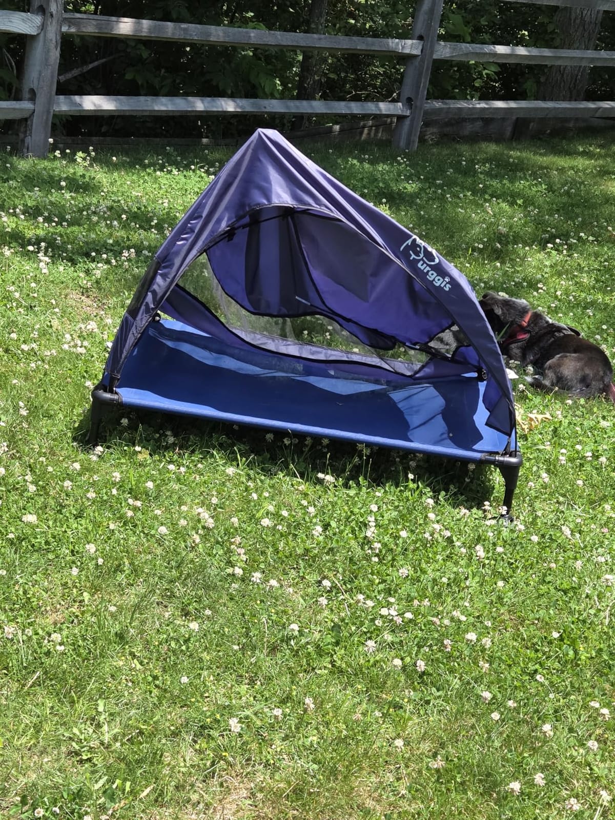 Outdoor Elevated Dog Bed with Canopy Portable Camping Dog Cot with Shade customer photo 1