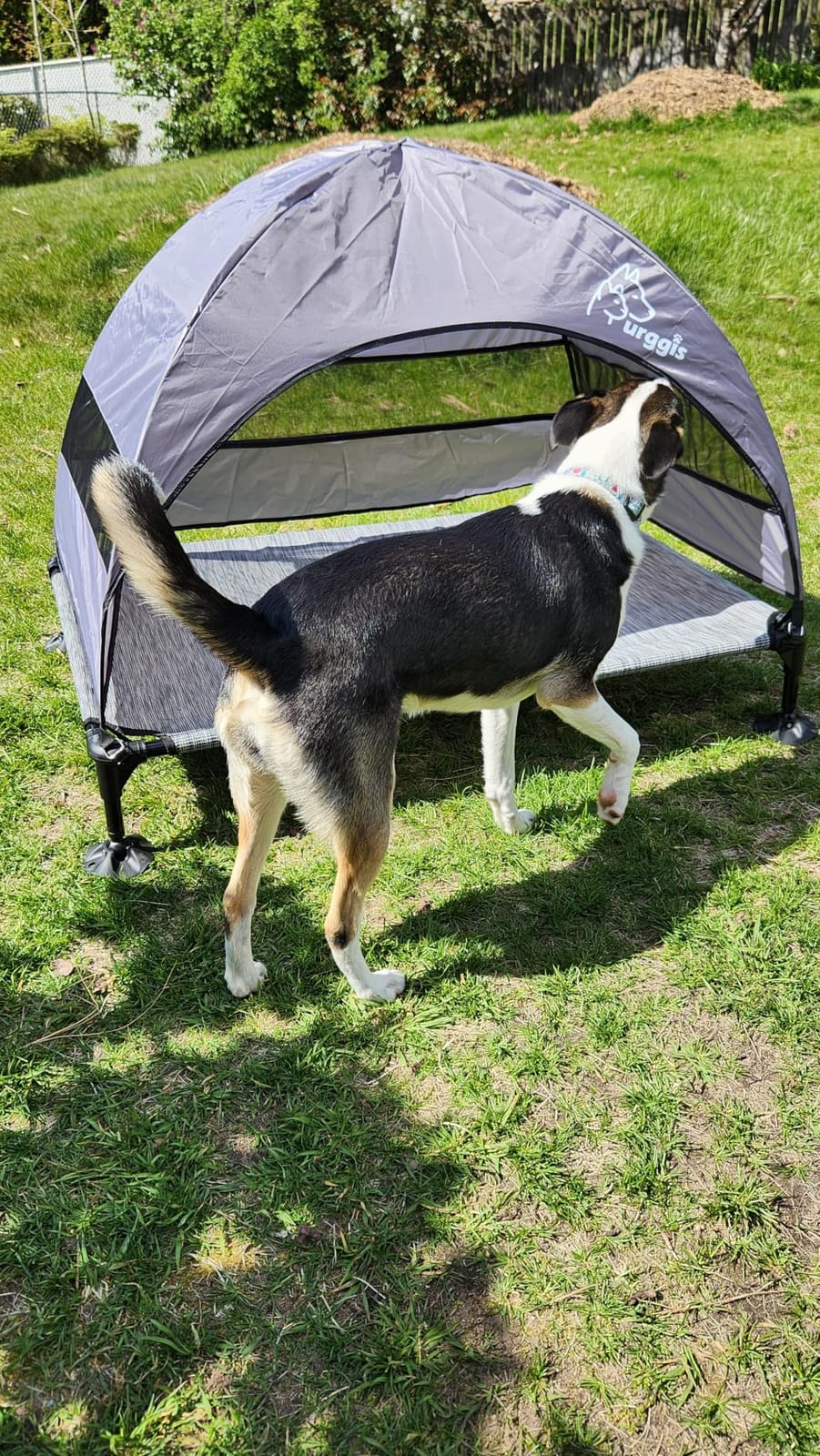 Outdoor Elevated Dog Bed with Canopy Portable Camping Dog Cot with Shade customer photo 2