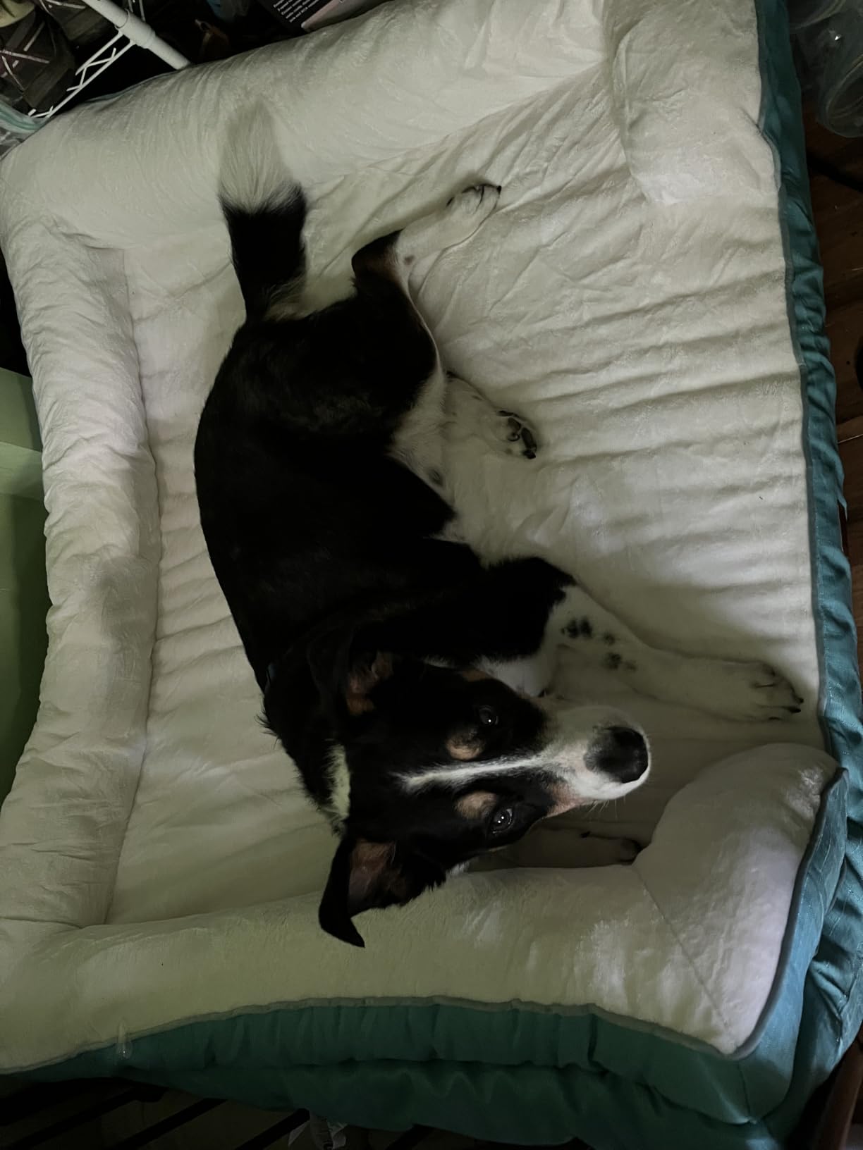 EHEYCIGA Orthopedic Dog Bed Medium Size Dog, Waterproof Washable Pet Beds customer photo 1