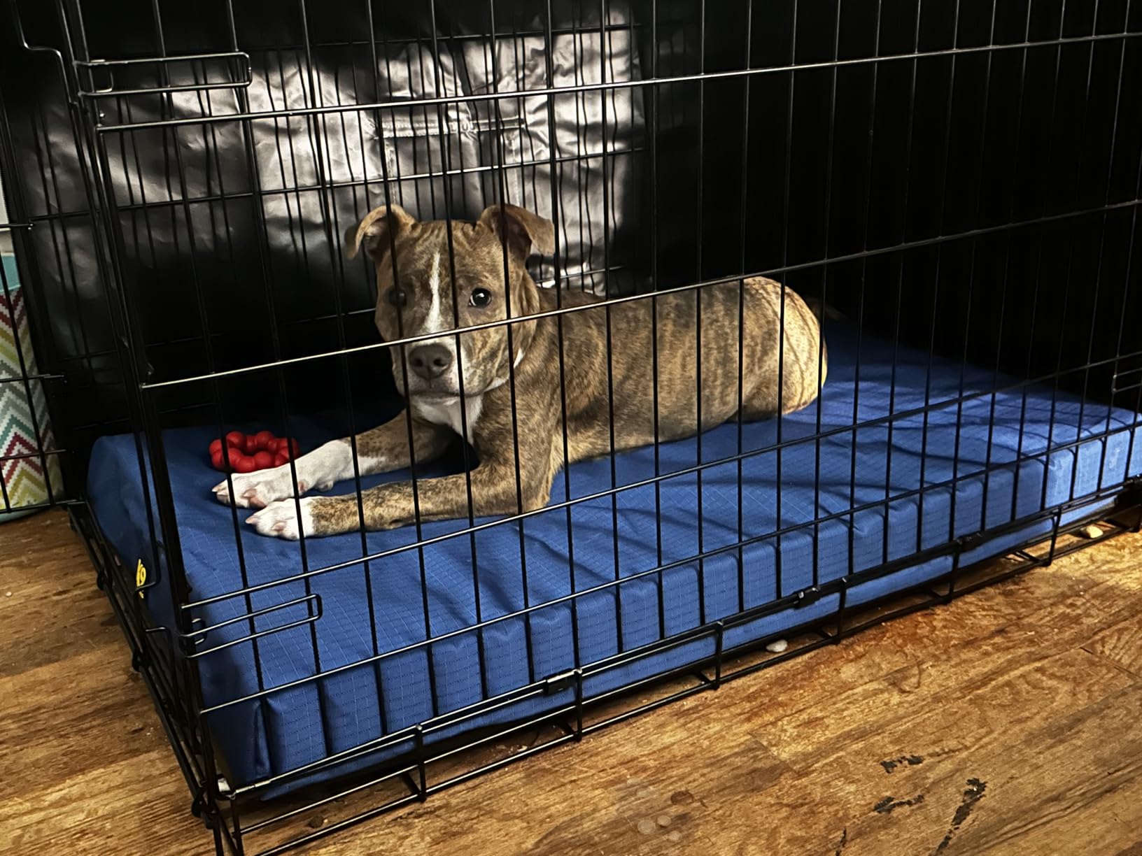 K9 Ballistics Tough Ripstop Orthopedic Crate Bed, 41 x 27, Obsidian Black | Durable Kennel Pad with Washable Cover for Large Dogs, Fits 42” Wire Crate customer photo 1