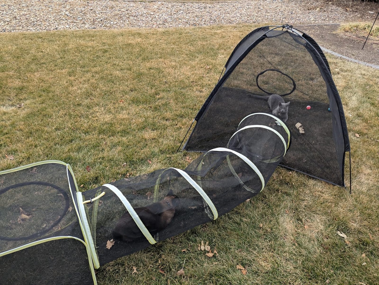 Outdoor Cat Enclosures for Indoor, Portable Mesh Tent, Outdoor pet Tunnel, Cat Playhouse with Adjustable Cat Harness and Leash for Walking, Colorful Tease Ball for Small Animals customer photo 1