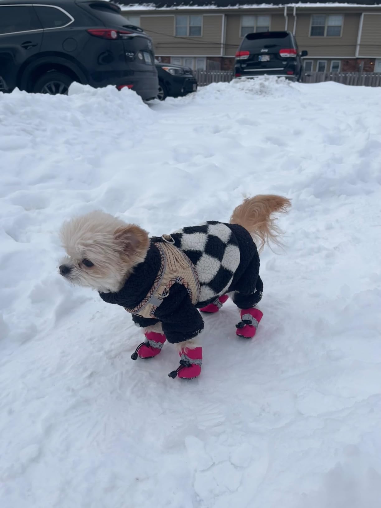 Dog Snow Boots, Dog Shoes for Winter, Dog Winter Boots for Small Medium Dogs Puppies, Dog Boots & Paw Protectors with Anti-Slip Sole and Plush, Pack of 4 customer photo 2
