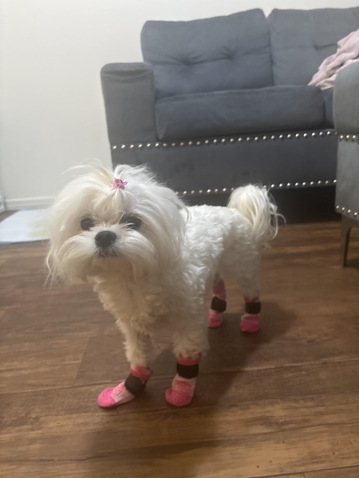 EXPAWLORER Anti Slip Dog Socks to Prevent Licking Paws for Hot Pavement customer photo 2