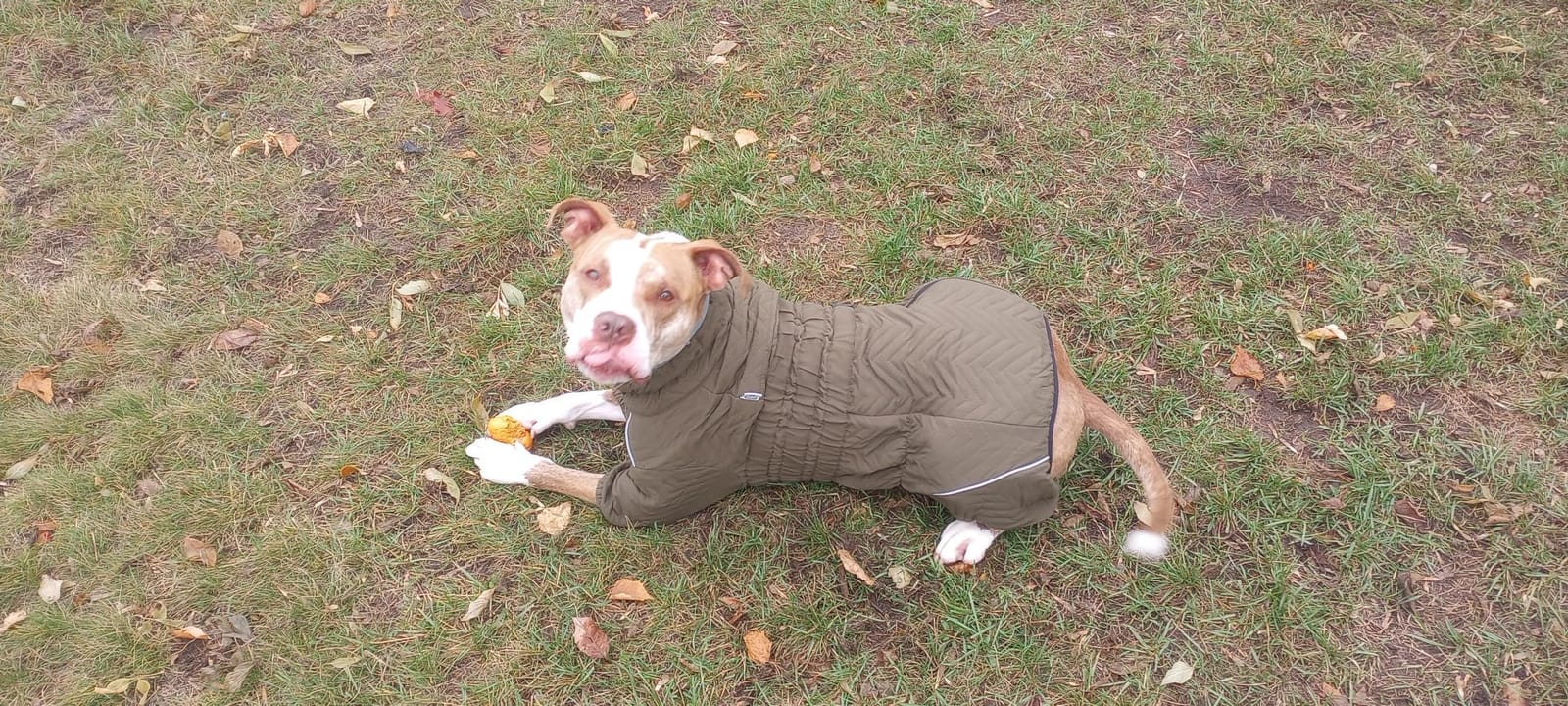 Warm Dog Coat Double Layers Dog Vest, 4 Legs Covered Windproof Waterproof Reflective, Yellow M customer photo 2